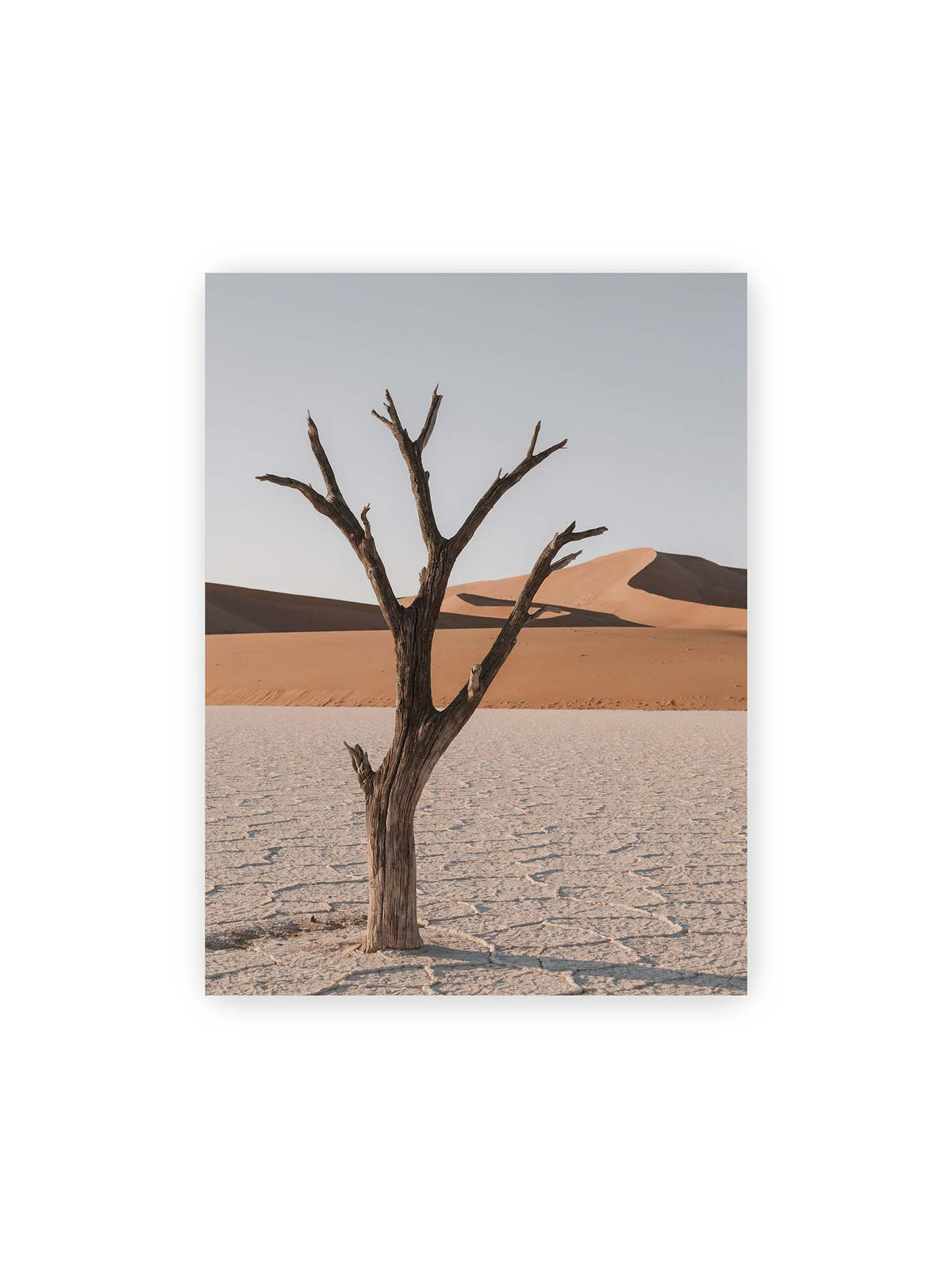 30x40 cm – Kahler Baum auf hellem, rissigem Boden vor orangefarbenen Sanddünen unter blassem Himmel.