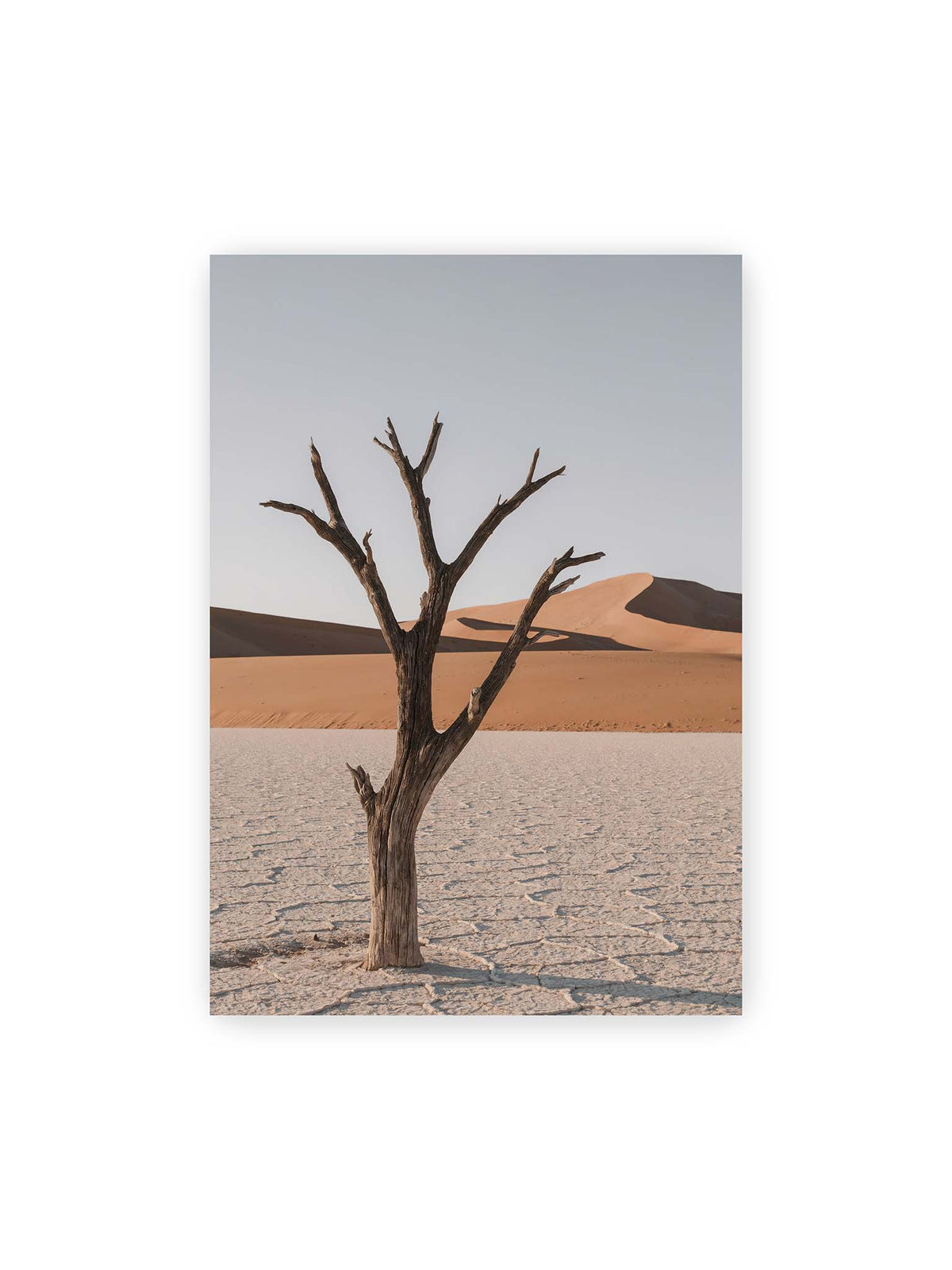 70x100 cm – Kahler Baum auf hellem, rissigem Boden vor orangefarbenen Sanddünen unter blassem Himmel.