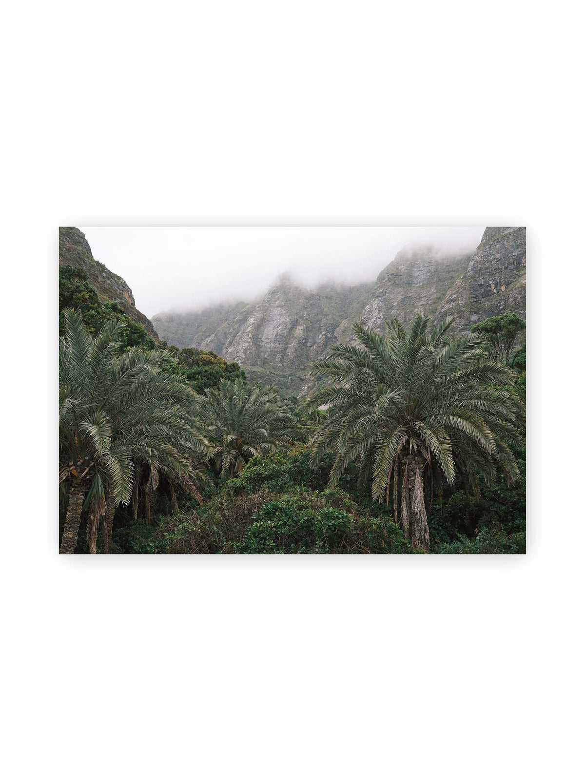 100x70 cm – Dichte Palmen und grüne Vegetation vor steilen, teilweise von Nebel verhüllten Felswänden.
