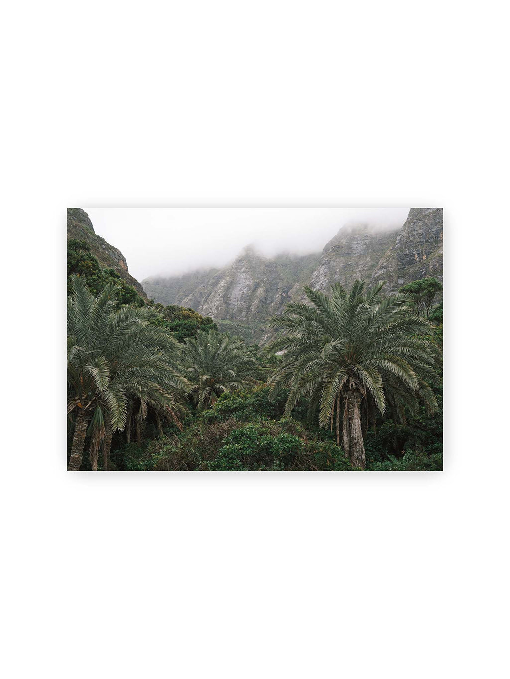 30x21 cm – Dichte Palmen und grüne Vegetation vor steilen, teilweise von Nebel verhüllten Felswänden.