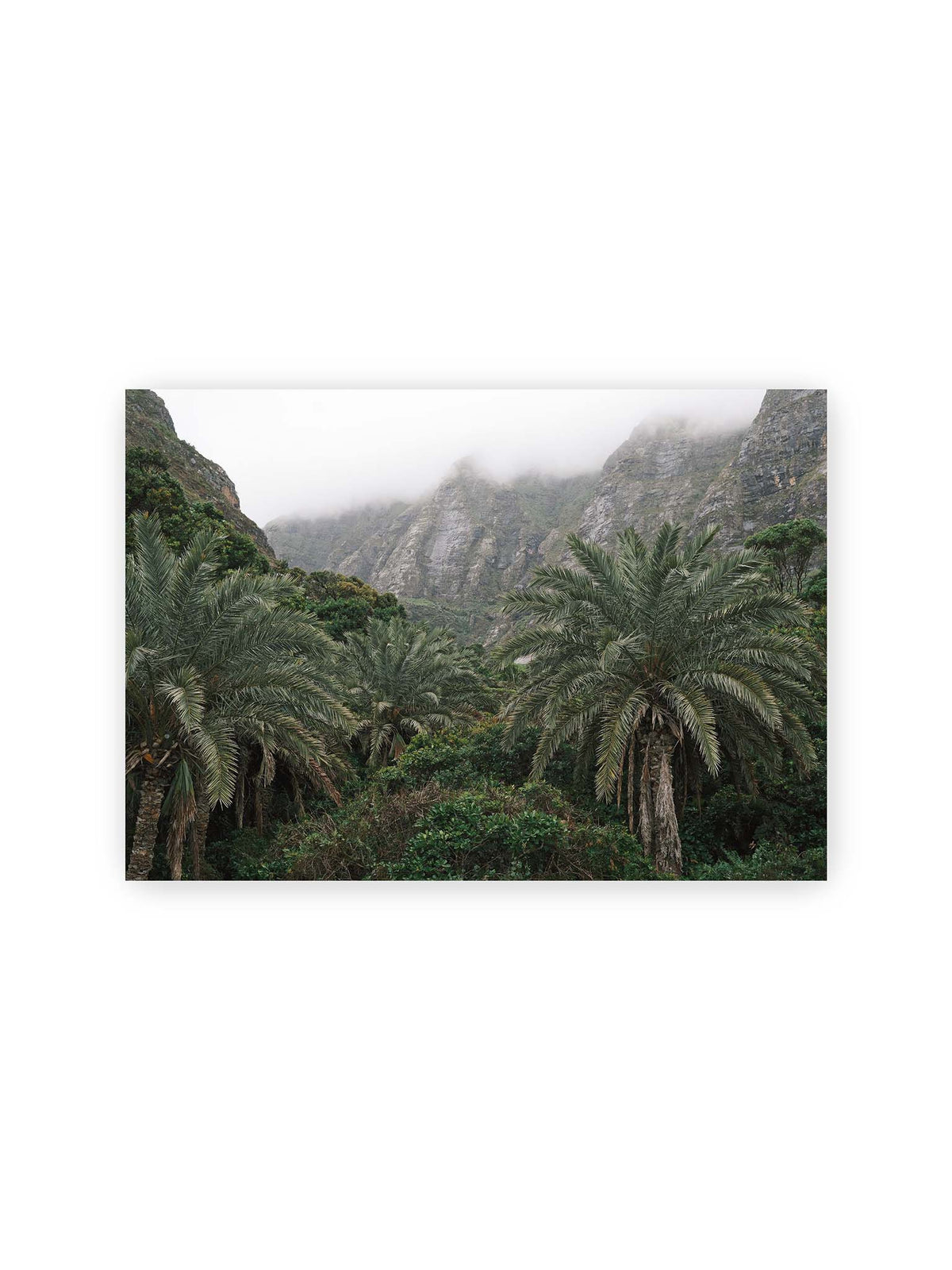 30x21 cm – Dichte Palmen und grüne Vegetation vor steilen, teilweise von Nebel verhüllten Felswänden.