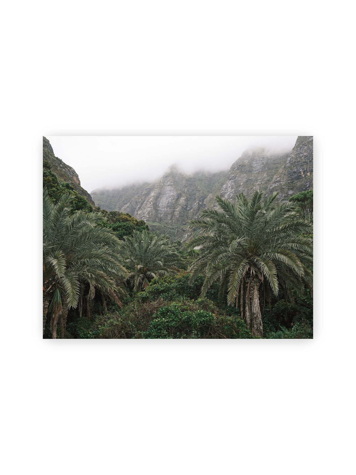 40x30 cm – Dichte Palmen und grüne Vegetation vor steilen, teilweise von Nebel verhüllten Felswänden.