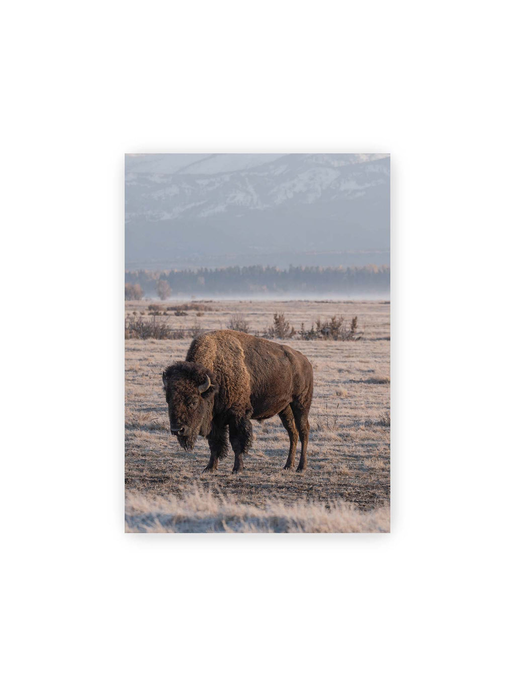 21x30 cm – Einzelner Bison in heller Graslandschaft vor einer dunklen Baumlinie und fernen Bergen.