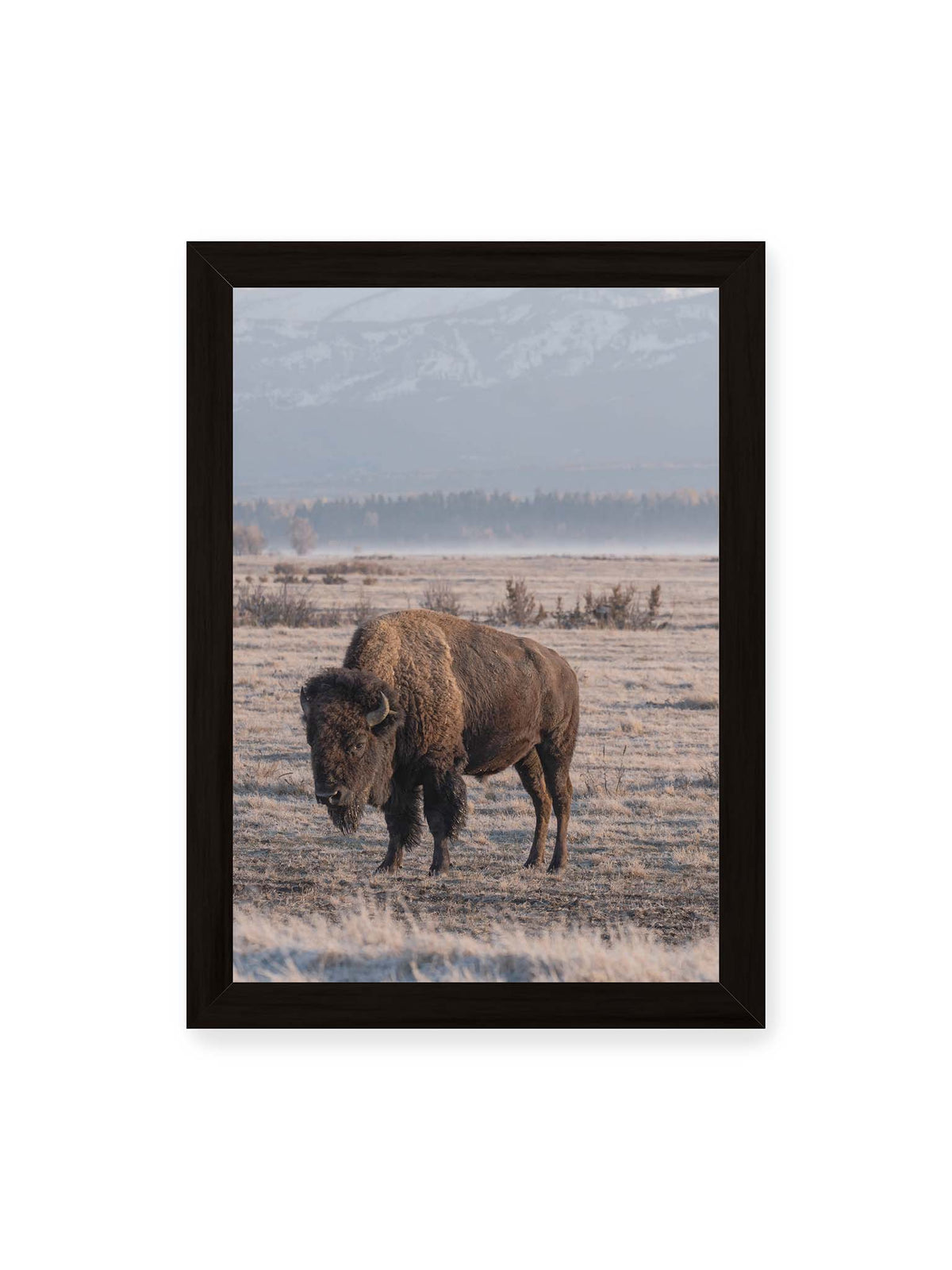 21x30 cm, schwarzer Rahmen – Einzelner Bison in heller Graslandschaft vor einer dunklen Baumlinie und fernen Bergen.