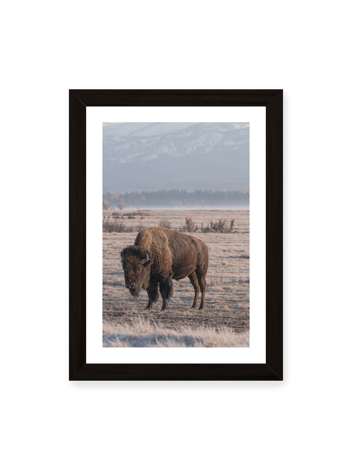 21x30 cm, weißer Galerie-Rand, schwarzer Rahmen – Einzelner Bison in heller Graslandschaft vor einer dunklen Baumlinie und fernen Bergen.