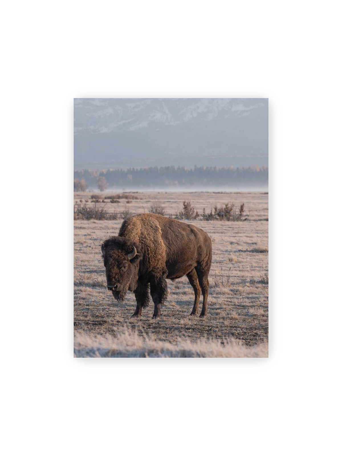 30x40 cm – Einzelner Bison in heller Graslandschaft vor einer dunklen Baumlinie und fernen Bergen.