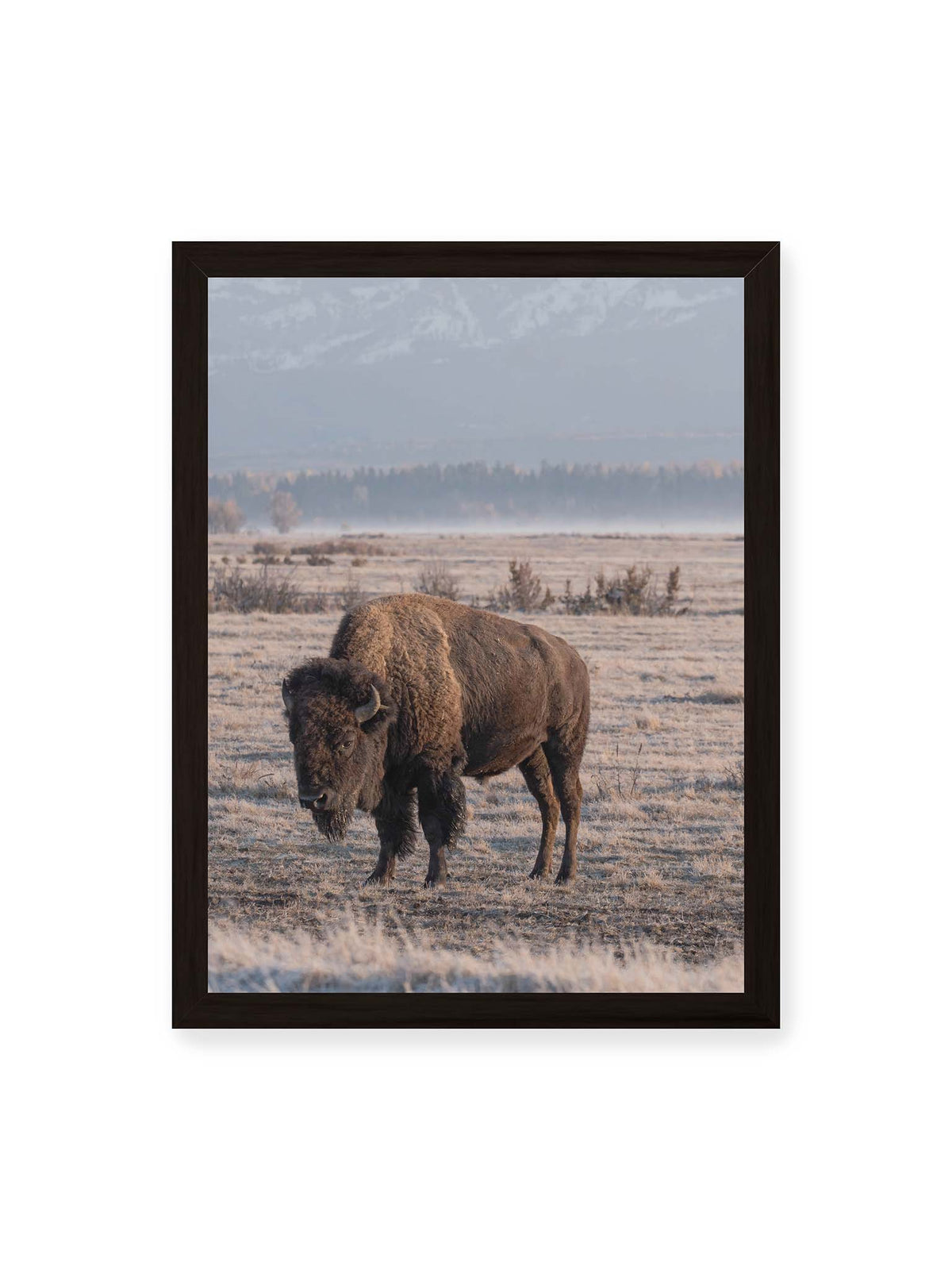 30x40 cm, schwarzer Rahmen – Einzelner Bison in heller Graslandschaft vor einer dunklen Baumlinie und fernen Bergen.
