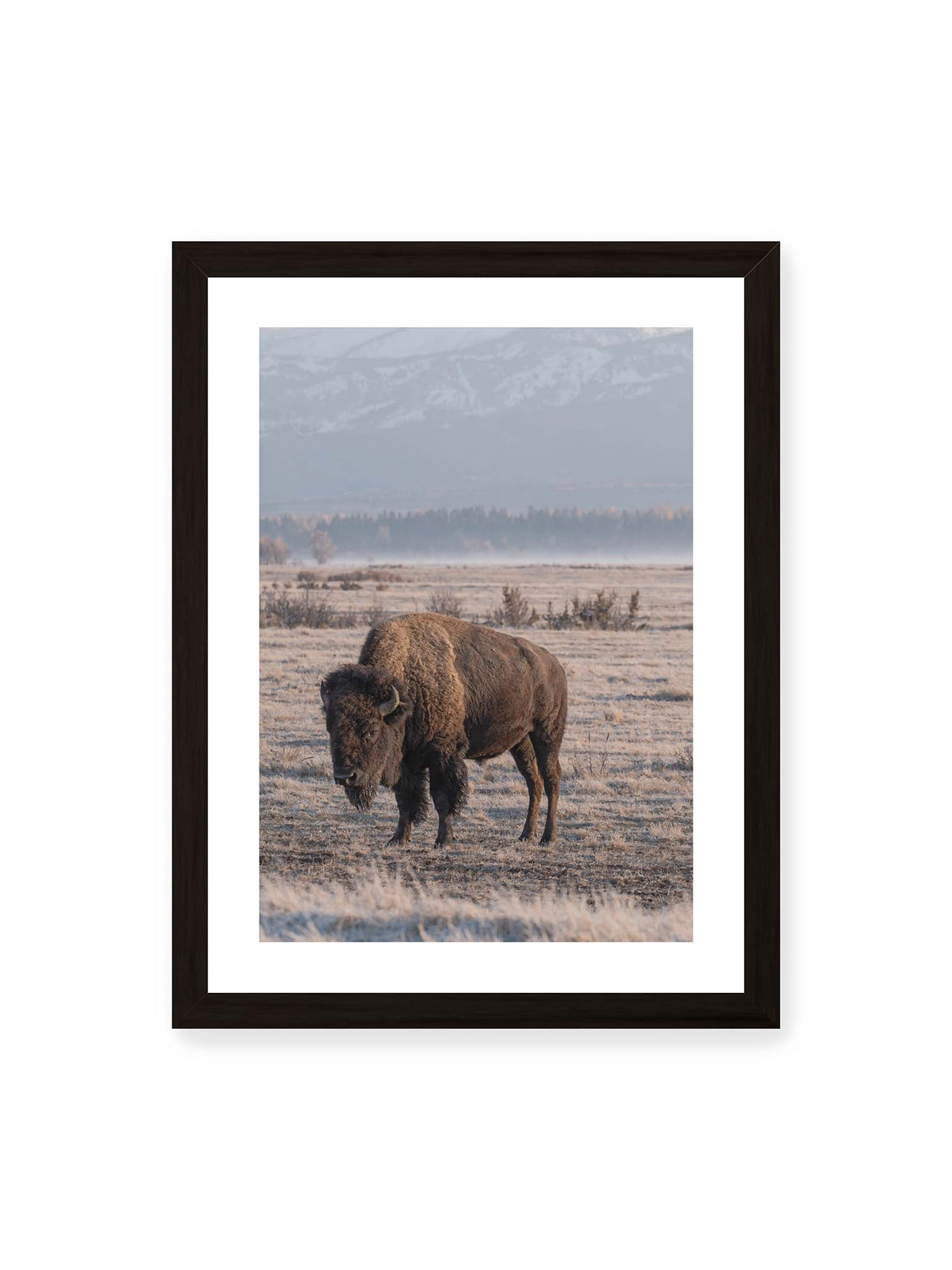 30x40 cm, weißer Galerie-Rand, schwarzer Rahmen – Einzelner Bison in heller Graslandschaft vor einer dunklen Baumlinie und fernen Bergen.