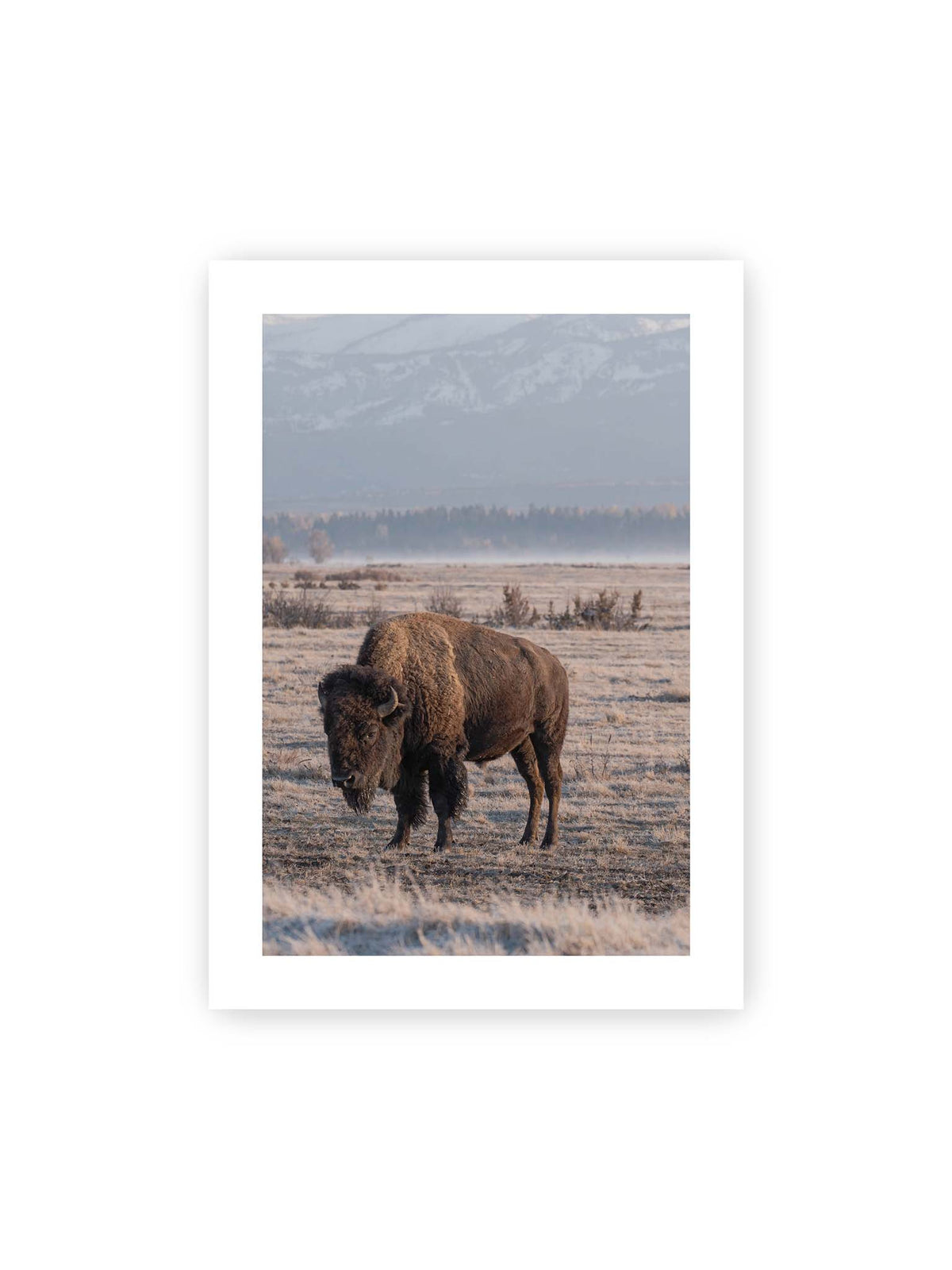 50x70 cm, weißer Galerie-Rand – Einzelner Bison in heller Graslandschaft vor einer dunklen Baumlinie und fernen Bergen.