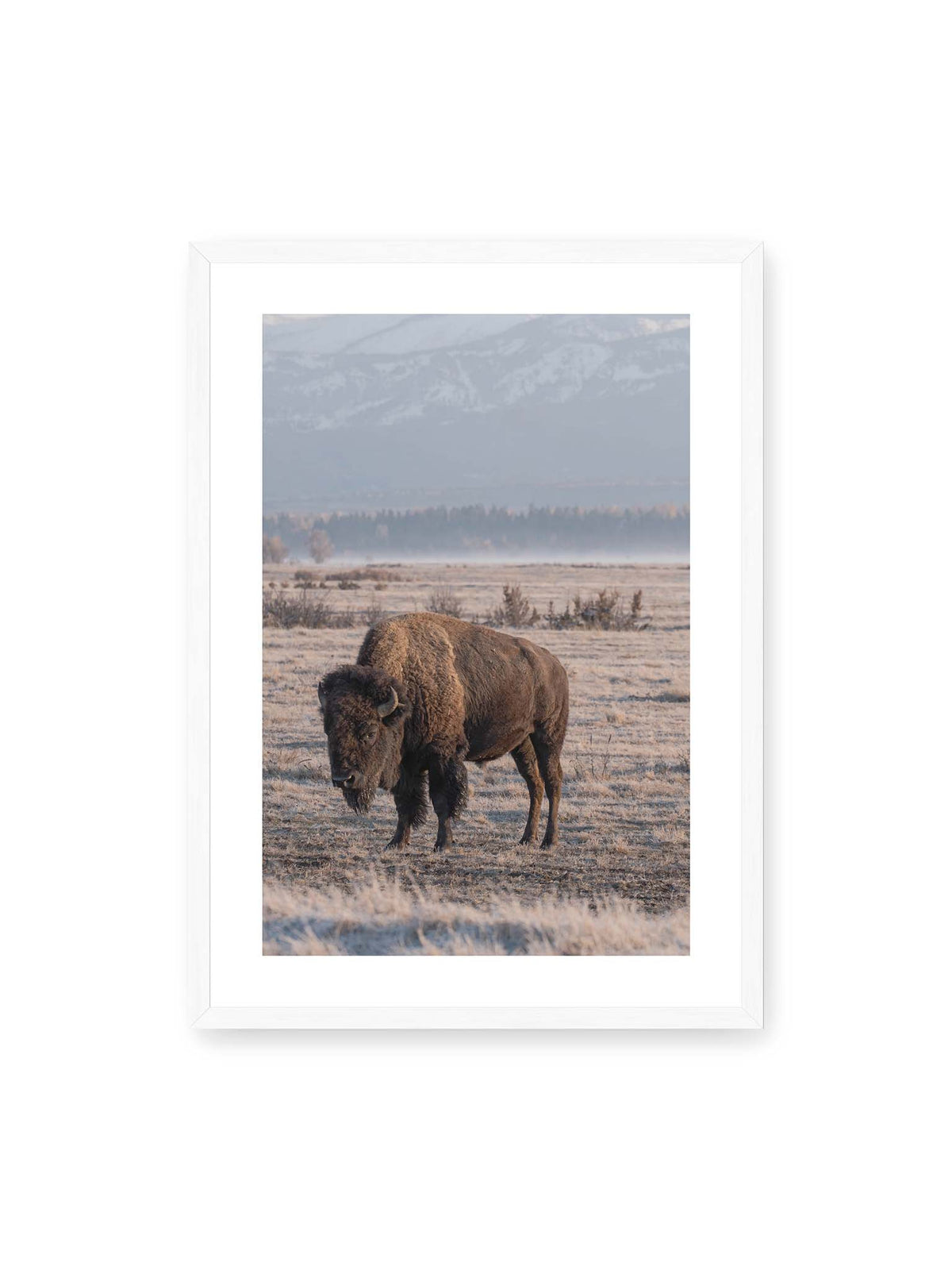 50x70 cm, weißer Galerie-Rand, weißer Rahmen – Einzelner Bison in heller Graslandschaft vor einer dunklen Baumlinie und fernen Bergen.