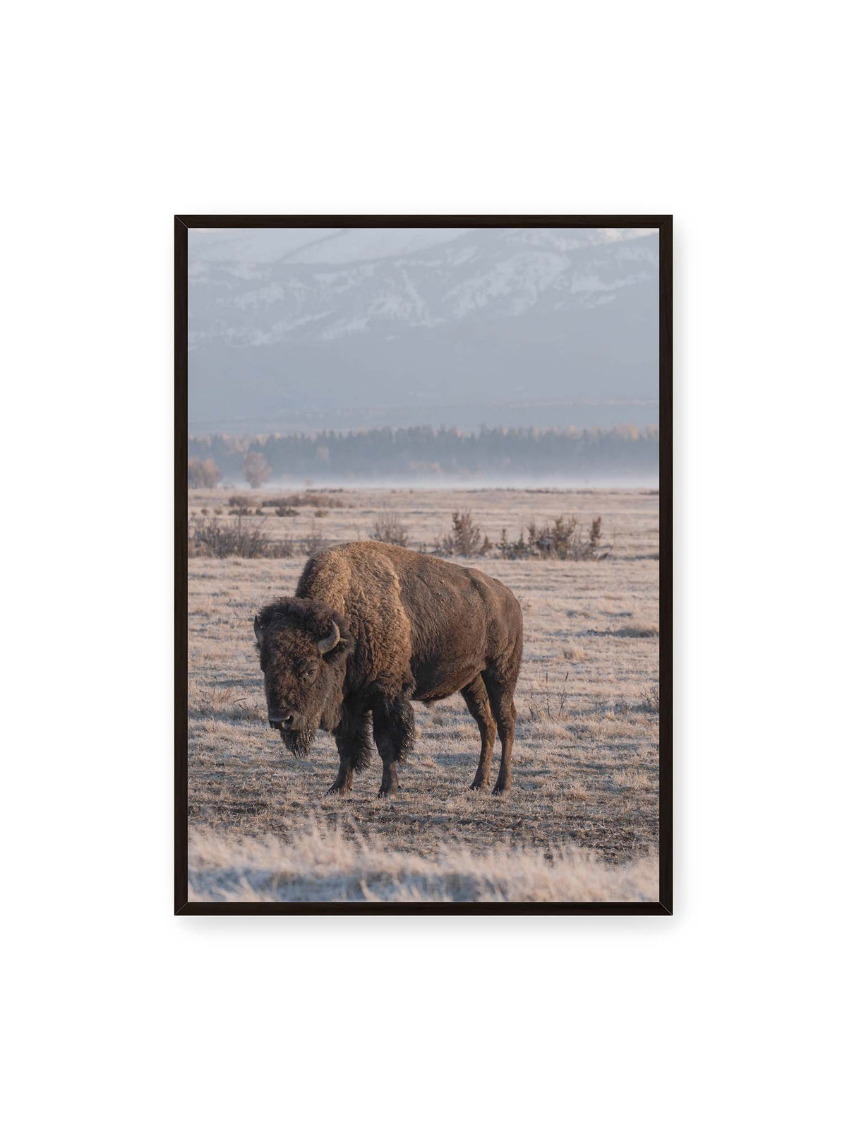 70x100 cm, schwarzer Rahmen – Einzelner Bison in heller Graslandschaft vor einer dunklen Baumlinie und fernen Bergen.