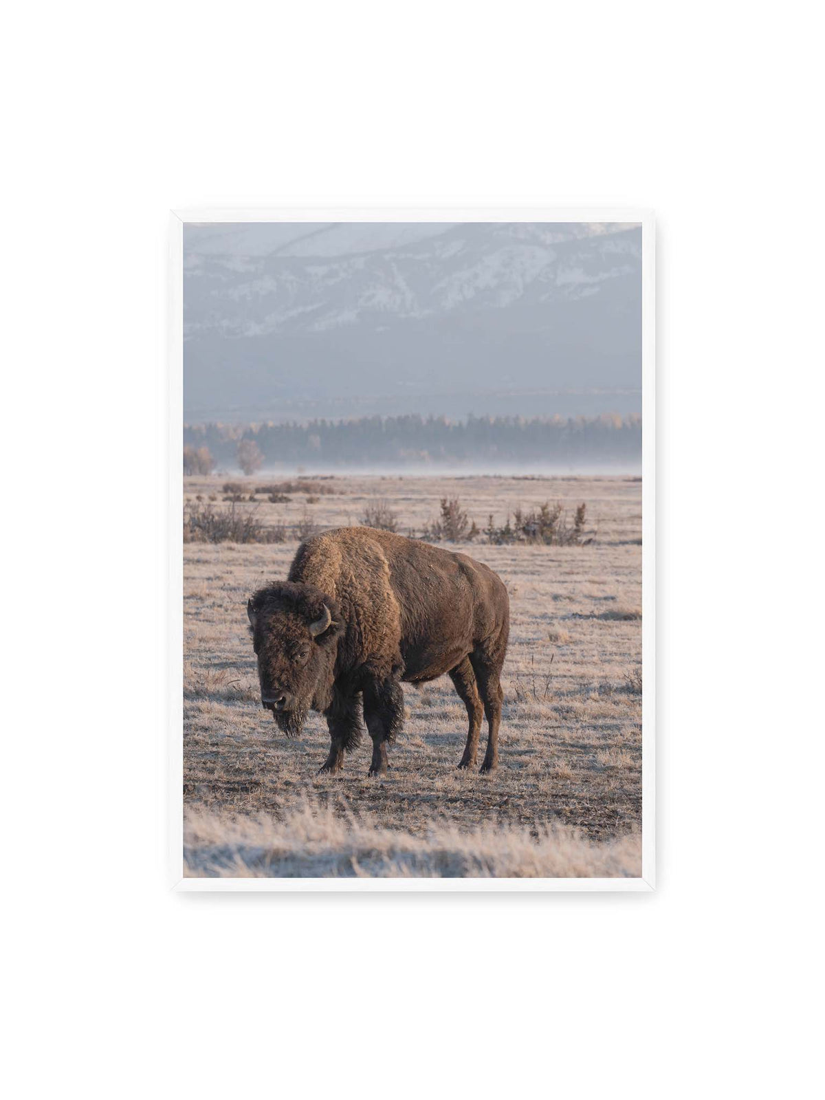70x100 cm, weißer Rahmen – Einzelner Bison in heller Graslandschaft vor einer dunklen Baumlinie und fernen Bergen.