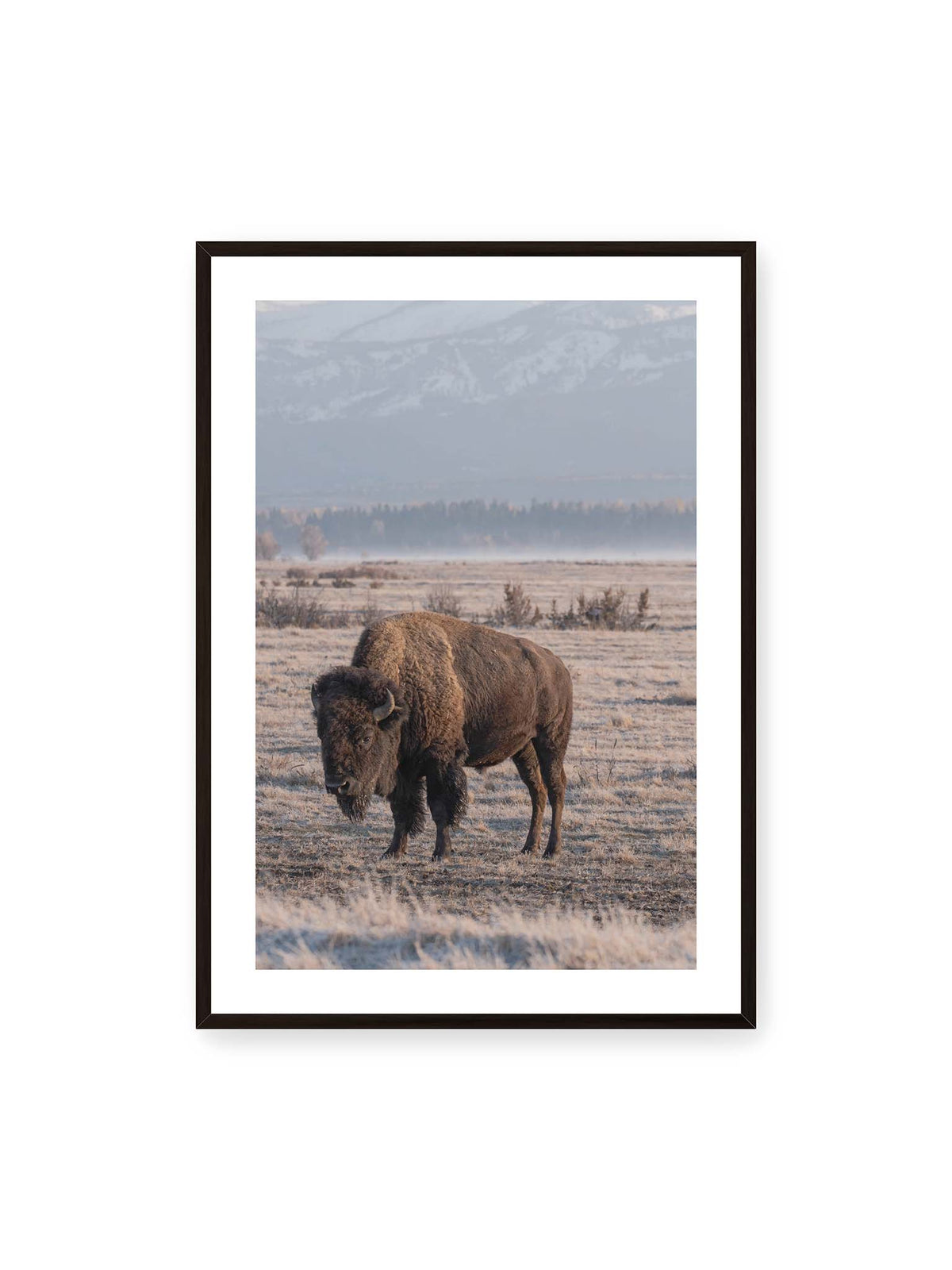 70x100 cm, weißer Galerie-Rand, schwarzer Rahmen – Einzelner Bison in heller Graslandschaft vor einer dunklen Baumlinie und fernen Bergen.