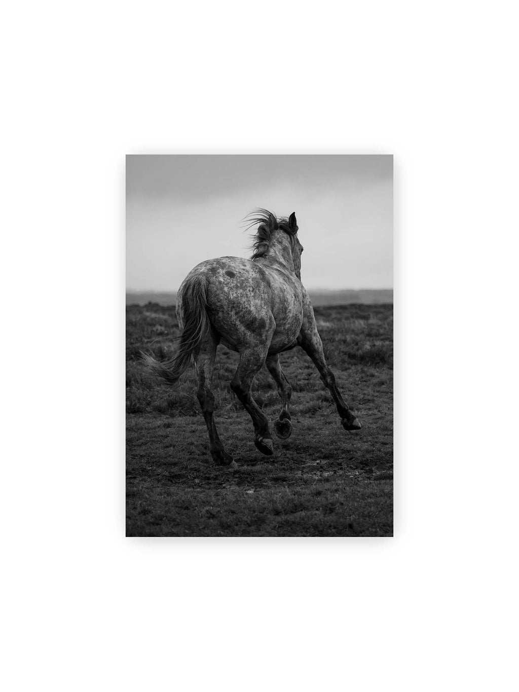 21x30 cm – Geschecktes Pferd in dynamischer Bewegung auf offenem Gelände, von hinten in Schwarzweiß fotografiert.
