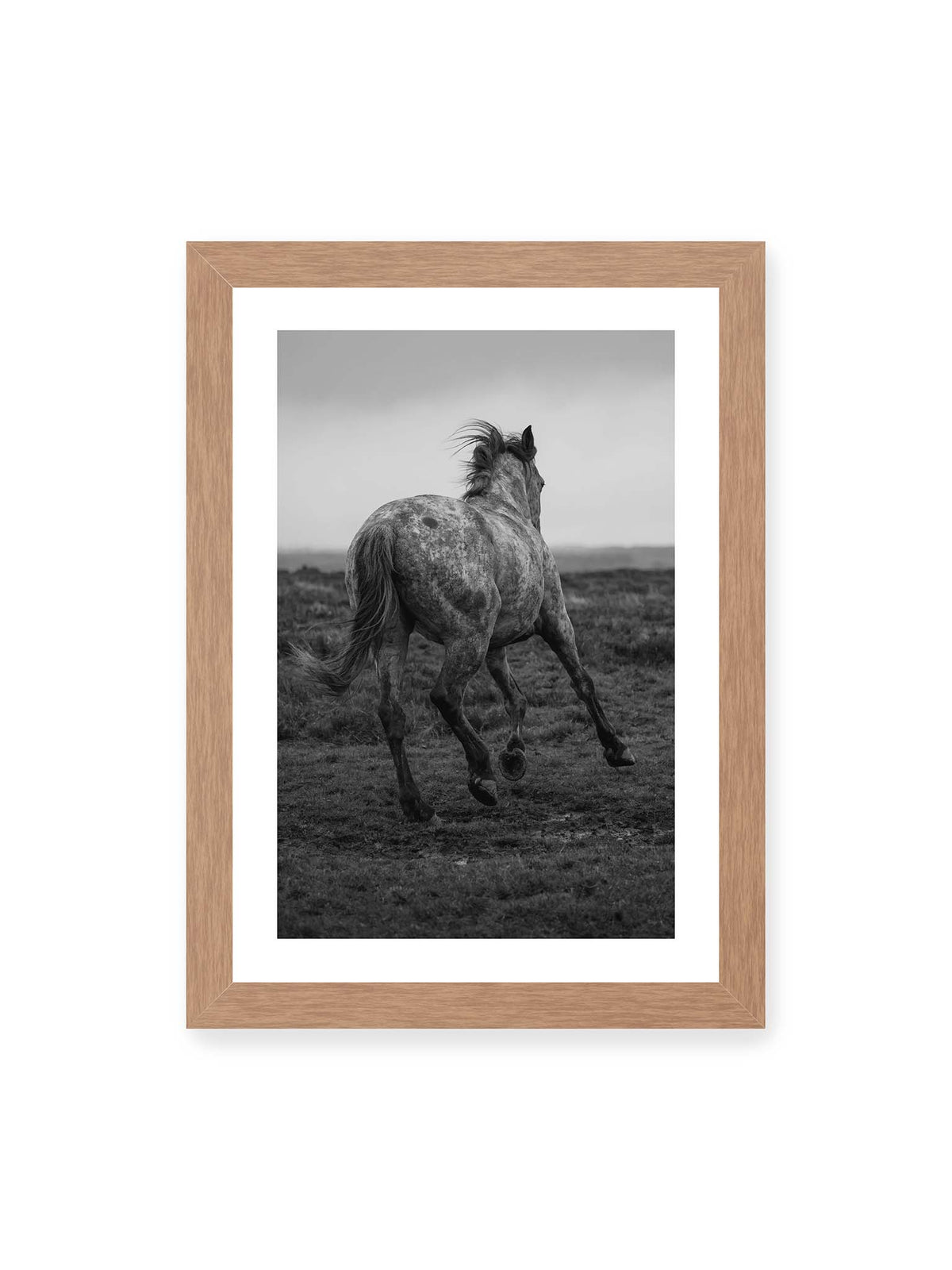 21x30 cm, weißer Galerie-Rand, Eichenrahmen – Geschecktes Pferd in dynamischer Bewegung auf offenem Gelände, von hinten in Schwarzweiß fotografiert.