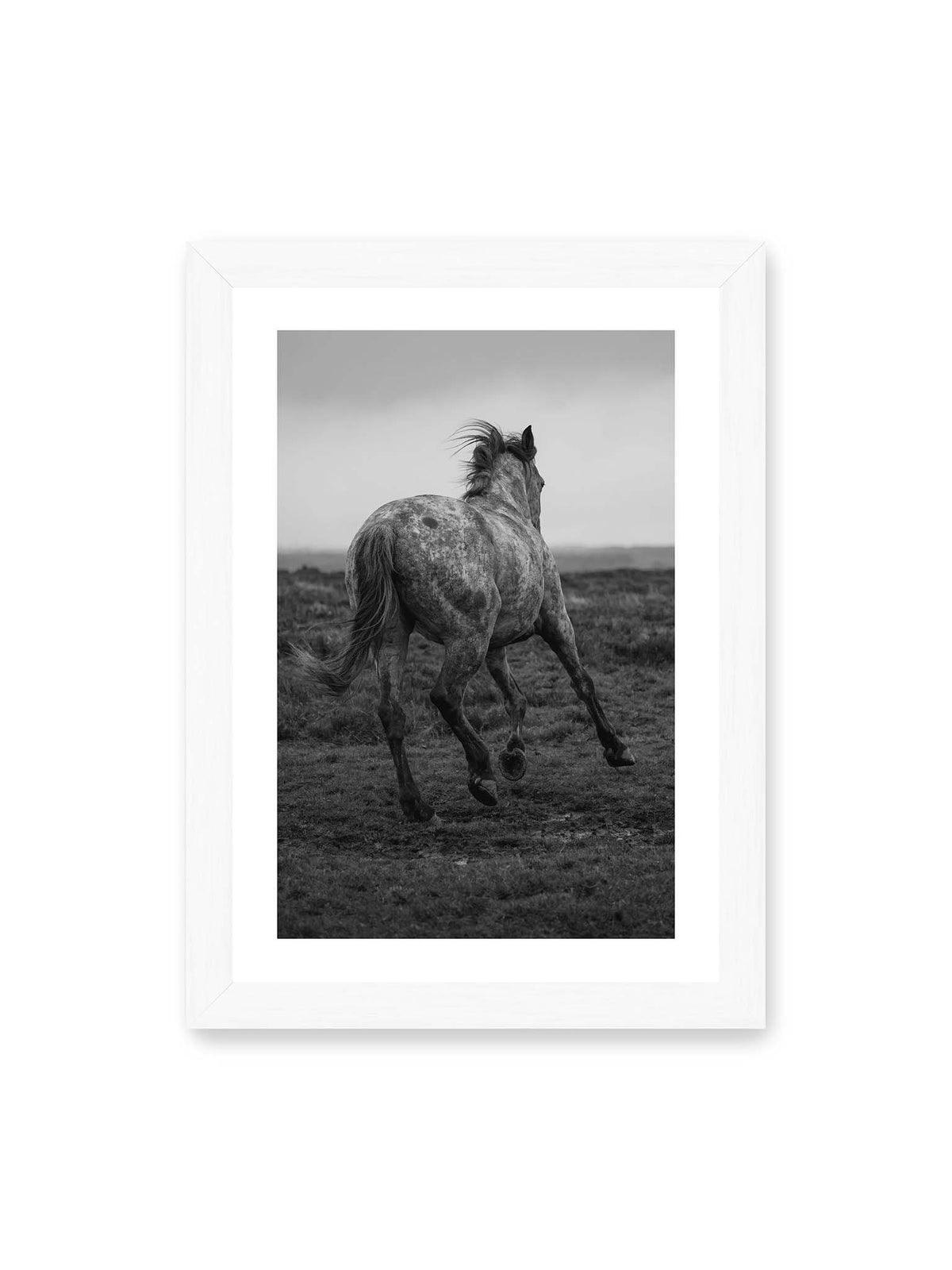 21x30 cm, weißer Galerie-Rand, weißer Rahmen – Geschecktes Pferd in dynamischer Bewegung auf offenem Gelände, von hinten in Schwarzweiß fotografiert.