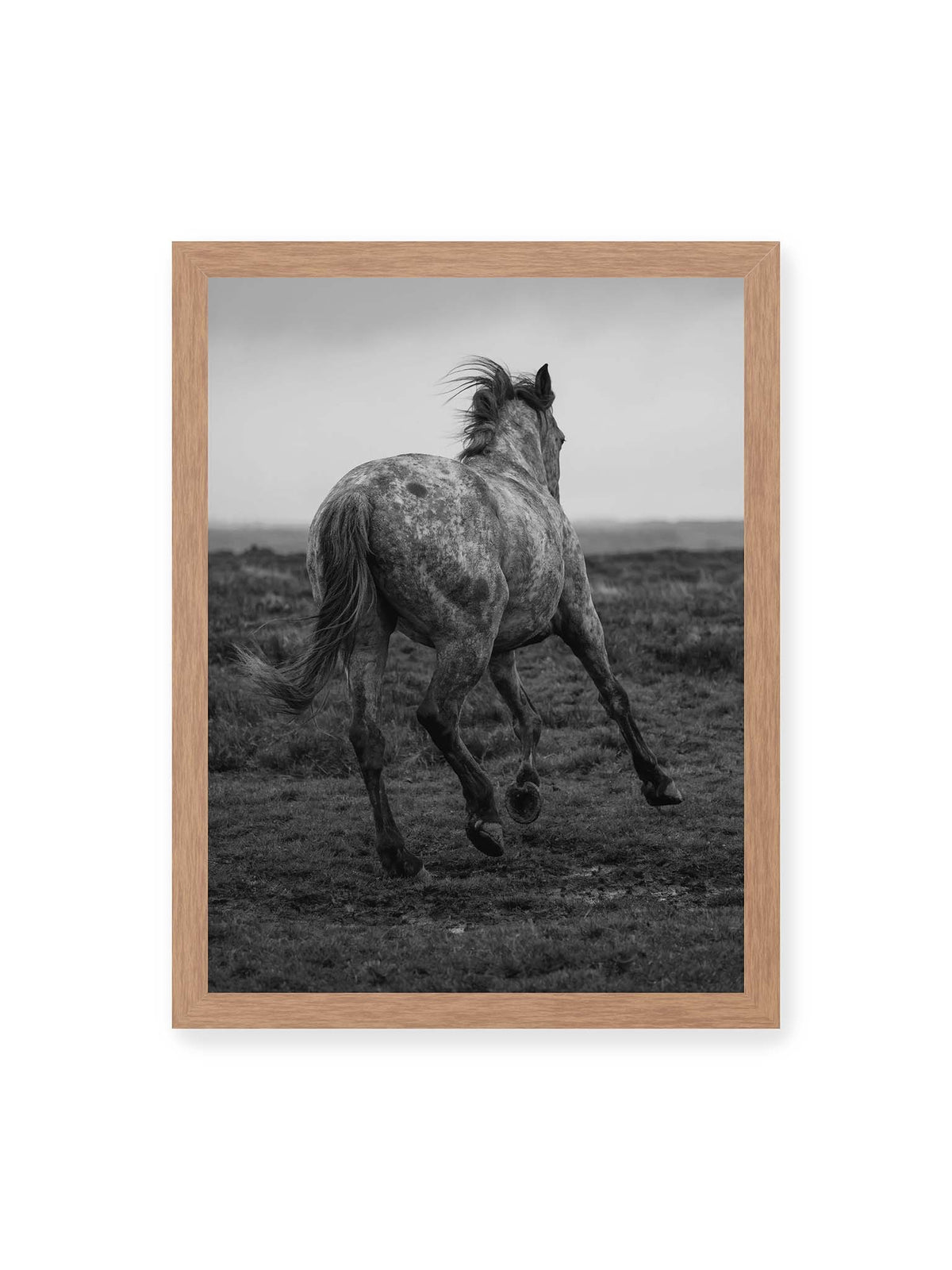 30x40 cm, Eichenrahmen – Geschecktes Pferd in dynamischer Bewegung auf offenem Gelände, von hinten in Schwarzweiß fotografiert.
