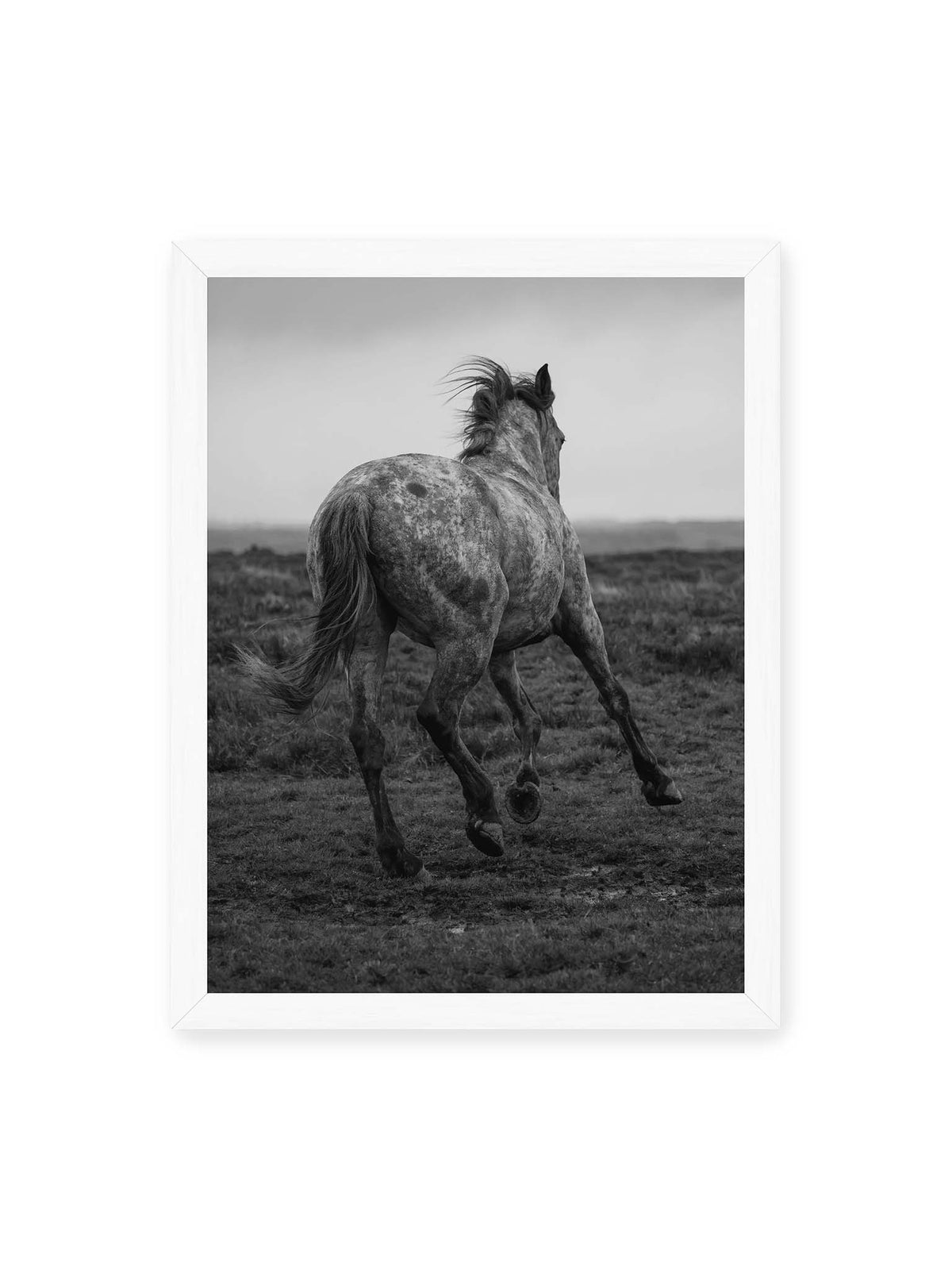 30x40 cm, weißer Rahmen – Geschecktes Pferd in dynamischer Bewegung auf offenem Gelände, von hinten in Schwarzweiß fotografiert.