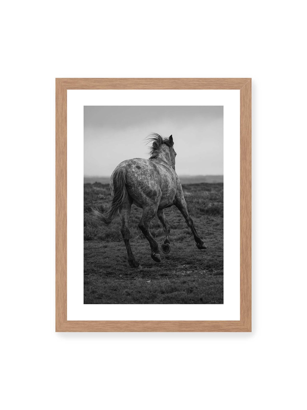 30x40 cm, weißer Galerie-Rand, Eichenrahmen – Geschecktes Pferd in dynamischer Bewegung auf offenem Gelände, von hinten in Schwarzweiß fotografiert.