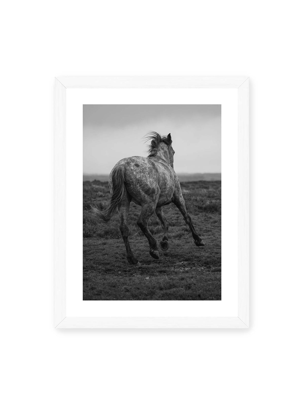 30x40 cm, weißer Galerie-Rand, weißer Rahmen – Geschecktes Pferd in dynamischer Bewegung auf offenem Gelände, von hinten in Schwarzweiß fotografiert.