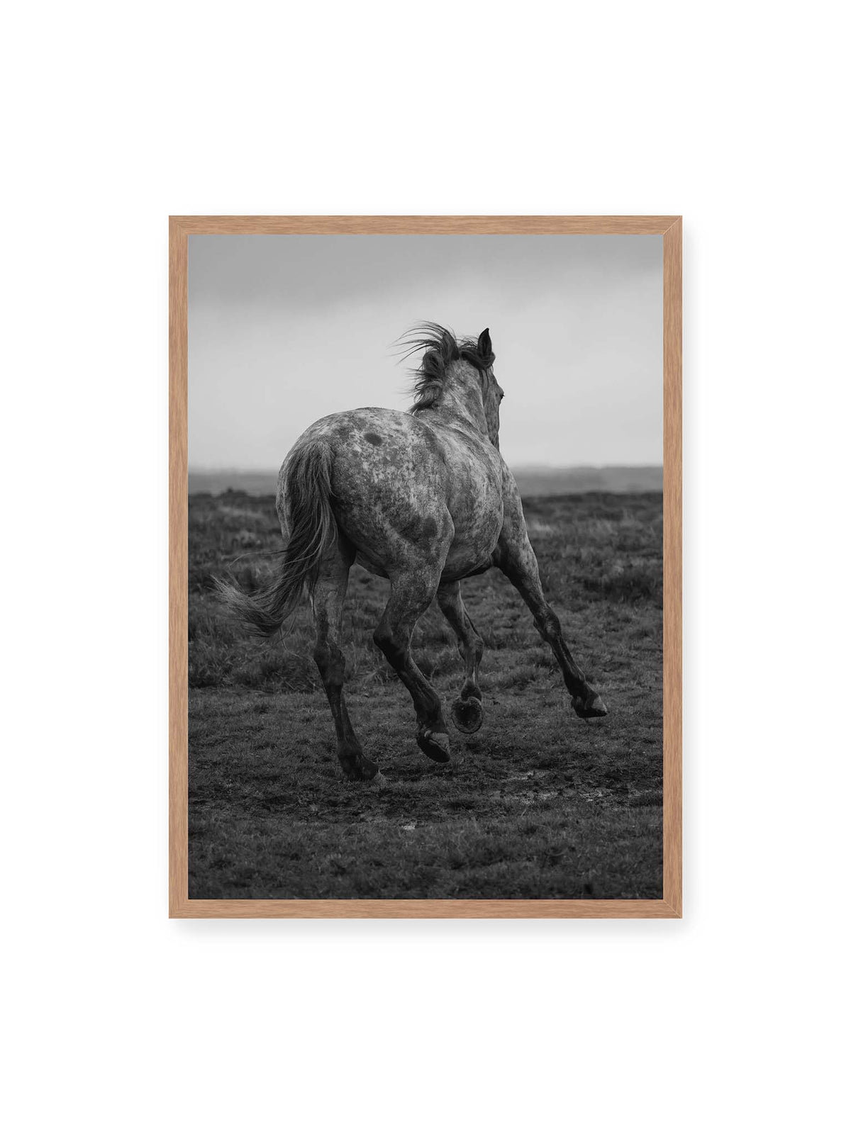 50x70 cm, Eichenrahmen – Geschecktes Pferd in dynamischer Bewegung auf offenem Gelände, von hinten in Schwarzweiß fotografiert.