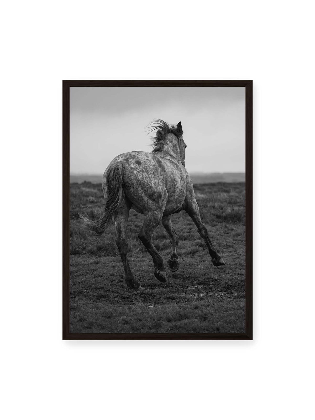 50x70 cm, schwarzer Rahmen – Geschecktes Pferd in dynamischer Bewegung auf offenem Gelände, von hinten in Schwarzweiß fotografiert.