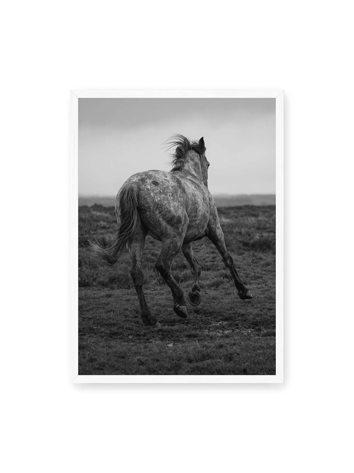 50x70 cm, weißer Rahmen – Geschecktes Pferd in dynamischer Bewegung auf offenem Gelände, von hinten in Schwarzweiß fotografiert.