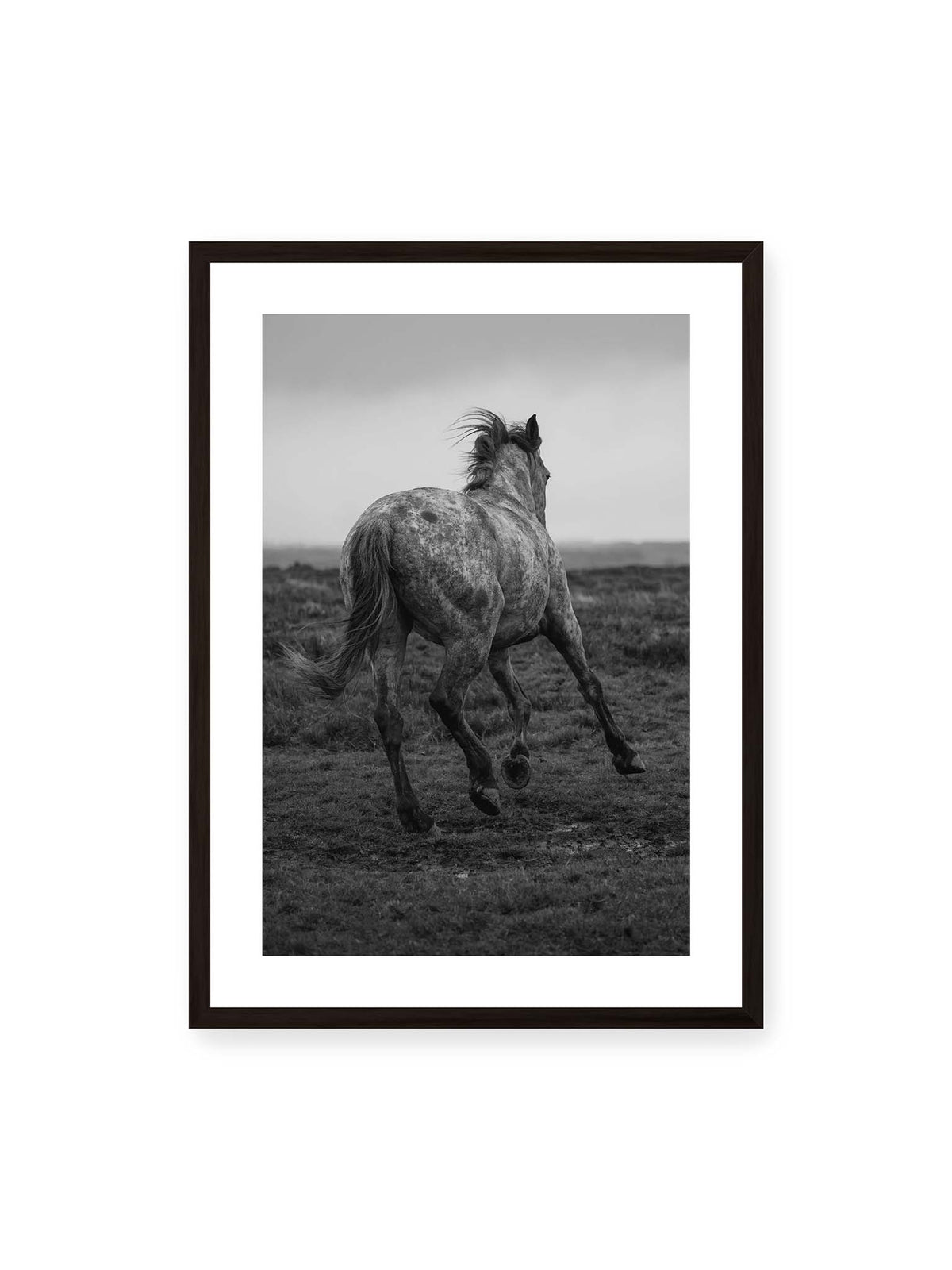 50x70 cm, weißer Galerie-Rand, schwarzer Rahmen – Geschecktes Pferd in dynamischer Bewegung auf offenem Gelände, von hinten in Schwarzweiß fotografiert.