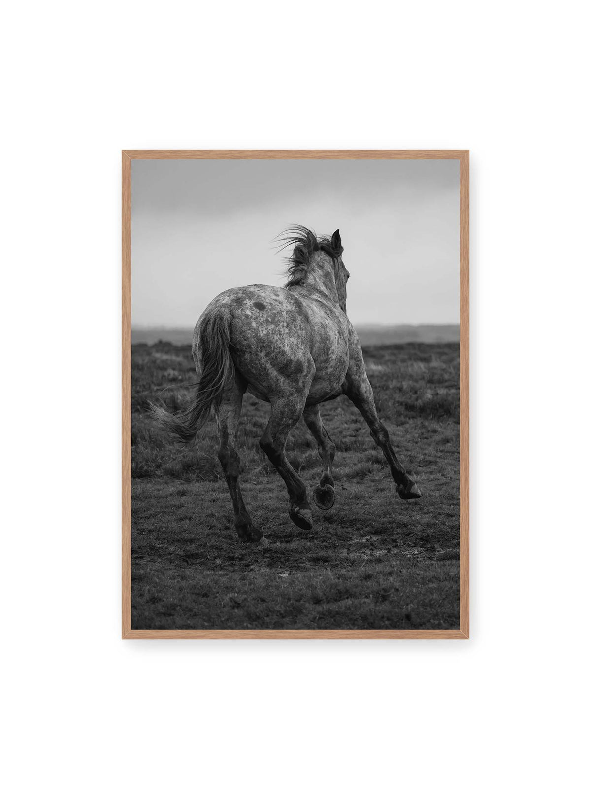 70x100 cm, Eichenrahmen – Geschecktes Pferd in dynamischer Bewegung auf offenem Gelände, von hinten in Schwarzweiß fotografiert.