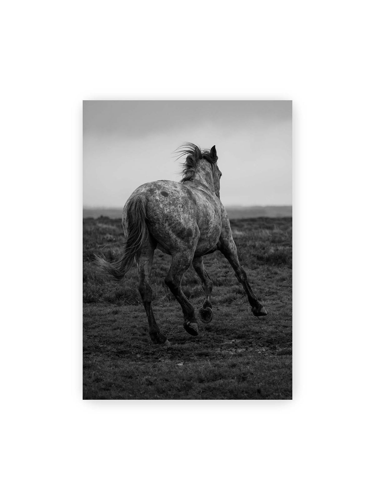 70x100 cm – Geschecktes Pferd in dynamischer Bewegung auf offenem Gelände, von hinten in Schwarzweiß fotografiert.