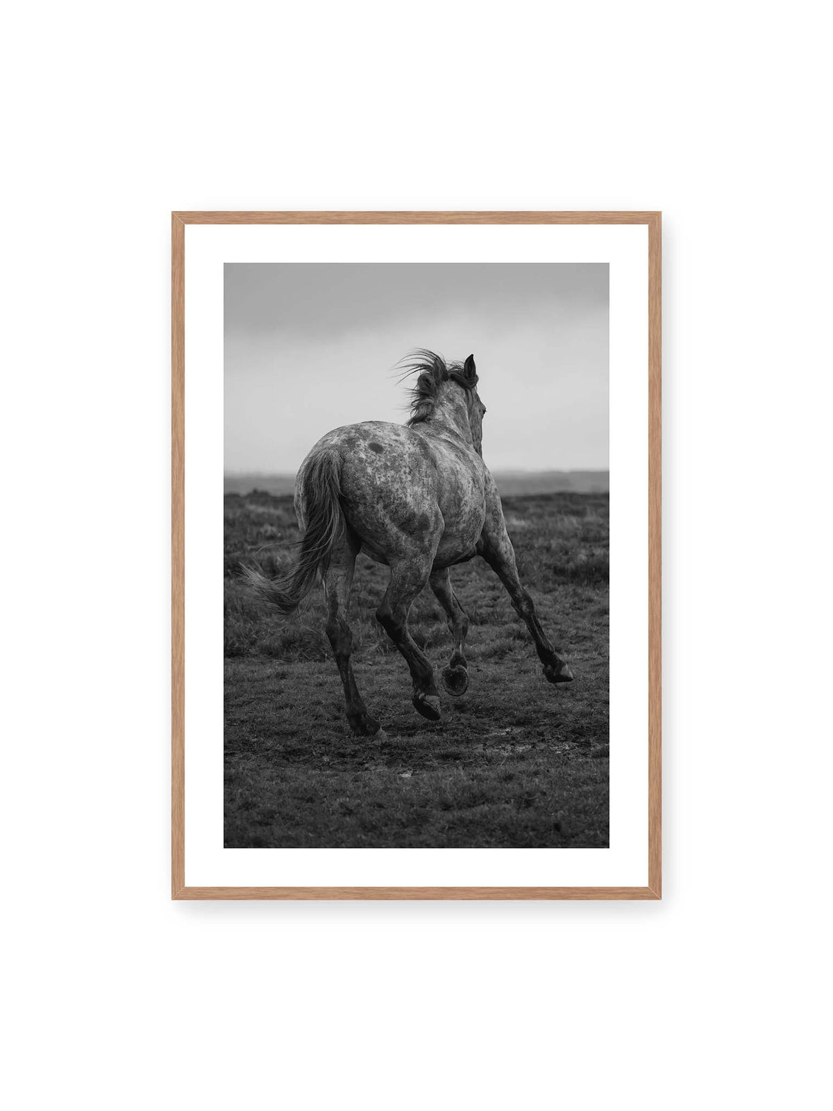 70x100 cm, weißer Galerie-Rand, Eichenrahmen – Geschecktes Pferd in dynamischer Bewegung auf offenem Gelände, von hinten in Schwarzweiß fotografiert.
