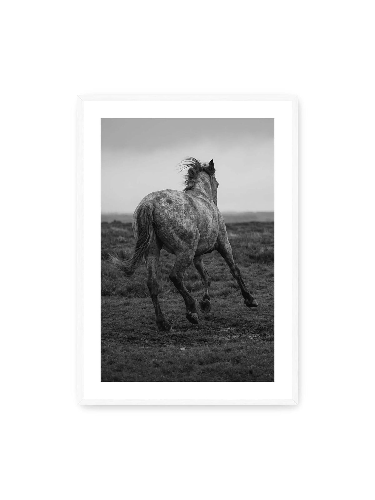 70x100 cm, weißer Galerie-Rand, weißer Rahmen – Geschecktes Pferd in dynamischer Bewegung auf offenem Gelände, von hinten in Schwarzweiß fotografiert.