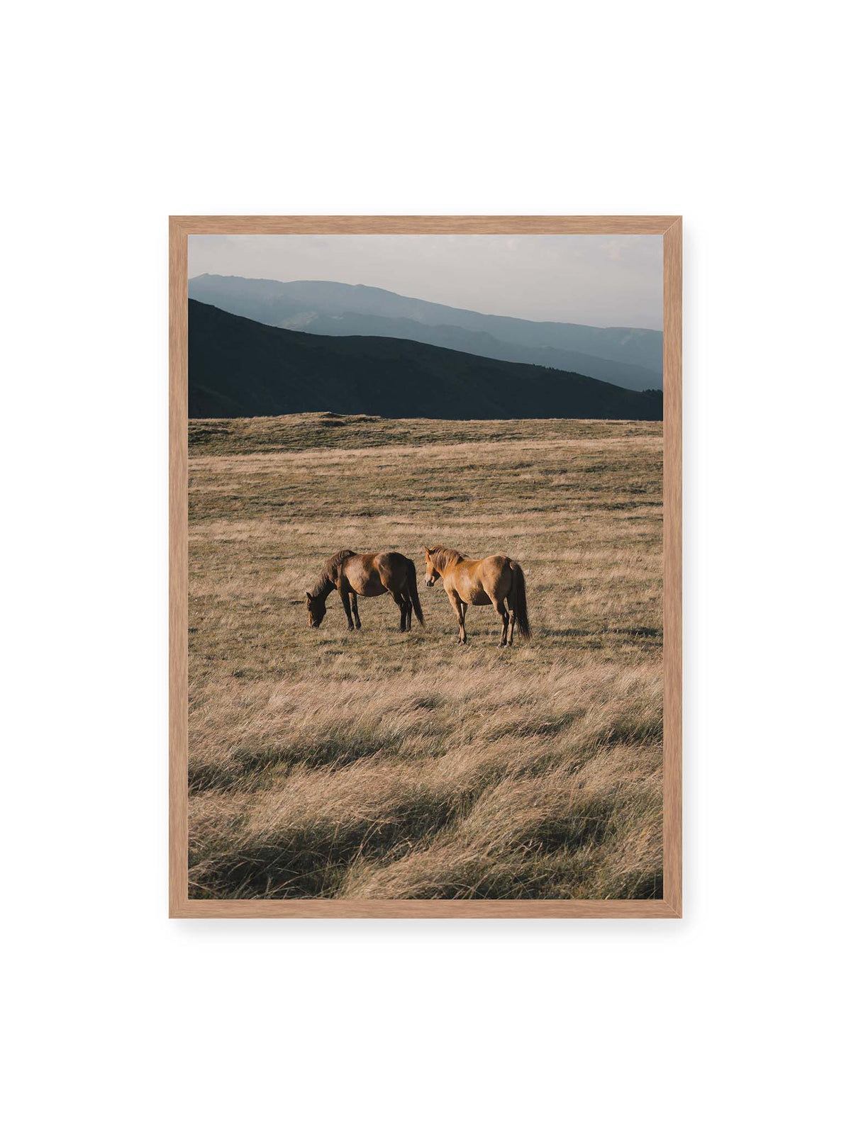 50x70 cm, Eichenrahmen – Zwei braune Pferde stehen in trockenem Gras vor gestaffelten dunklen Bergrücken.