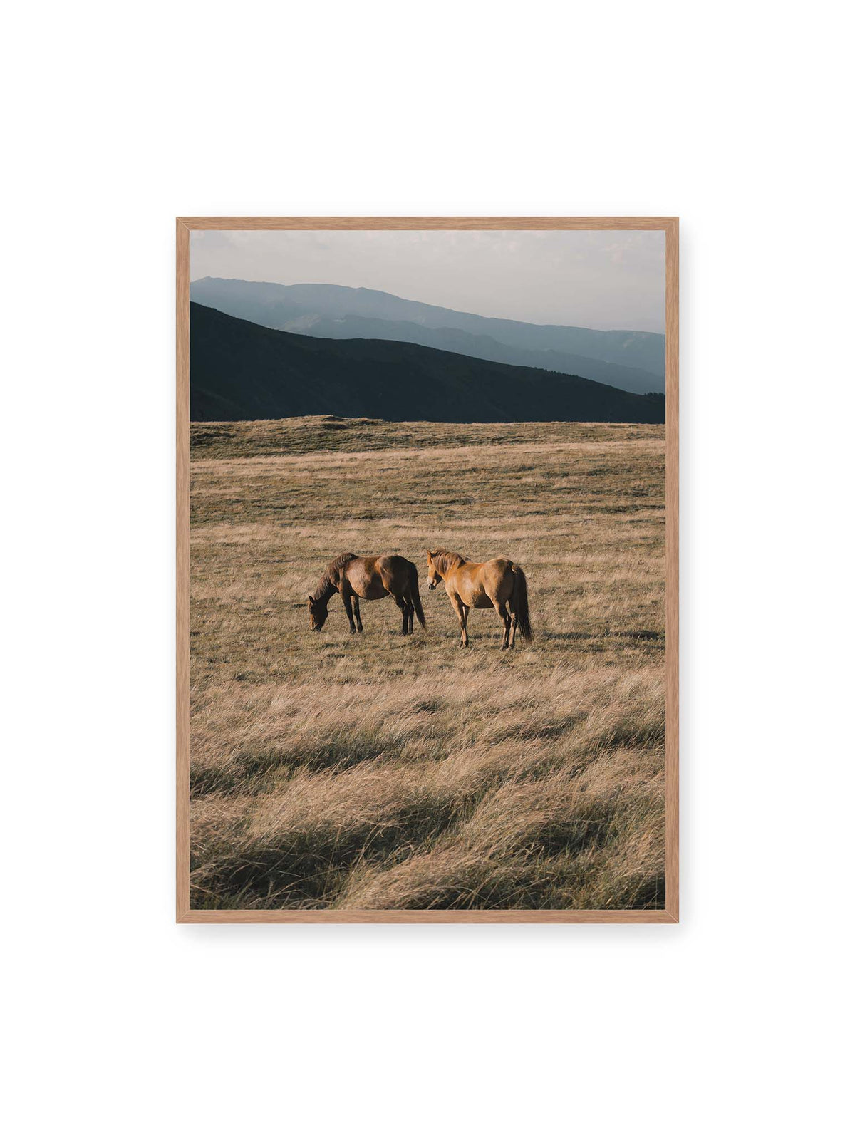 70x100 cm, Eichenrahmen – Zwei braune Pferde stehen in trockenem Gras vor gestaffelten dunklen Bergrücken.