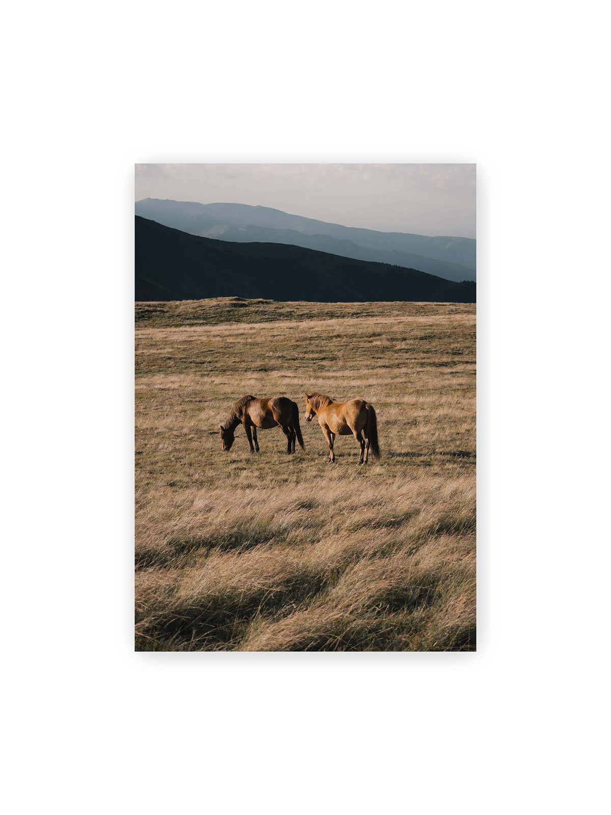 70x100 cm – Zwei braune Pferde stehen in trockenem Gras vor gestaffelten dunklen Bergrücken.