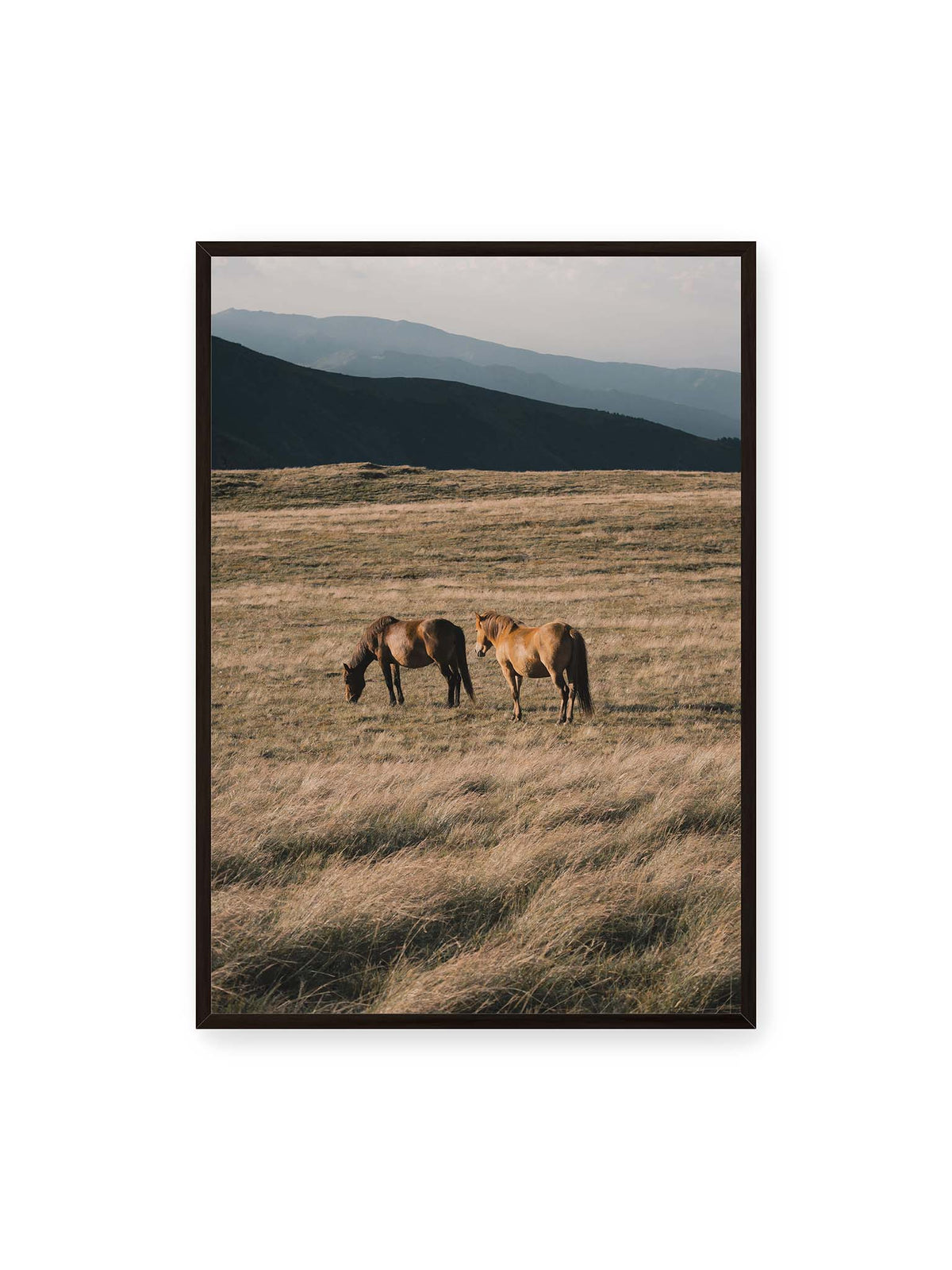 70x100 cm, schwarzer Rahmen – Zwei braune Pferde stehen in trockenem Gras vor gestaffelten dunklen Bergrücken.