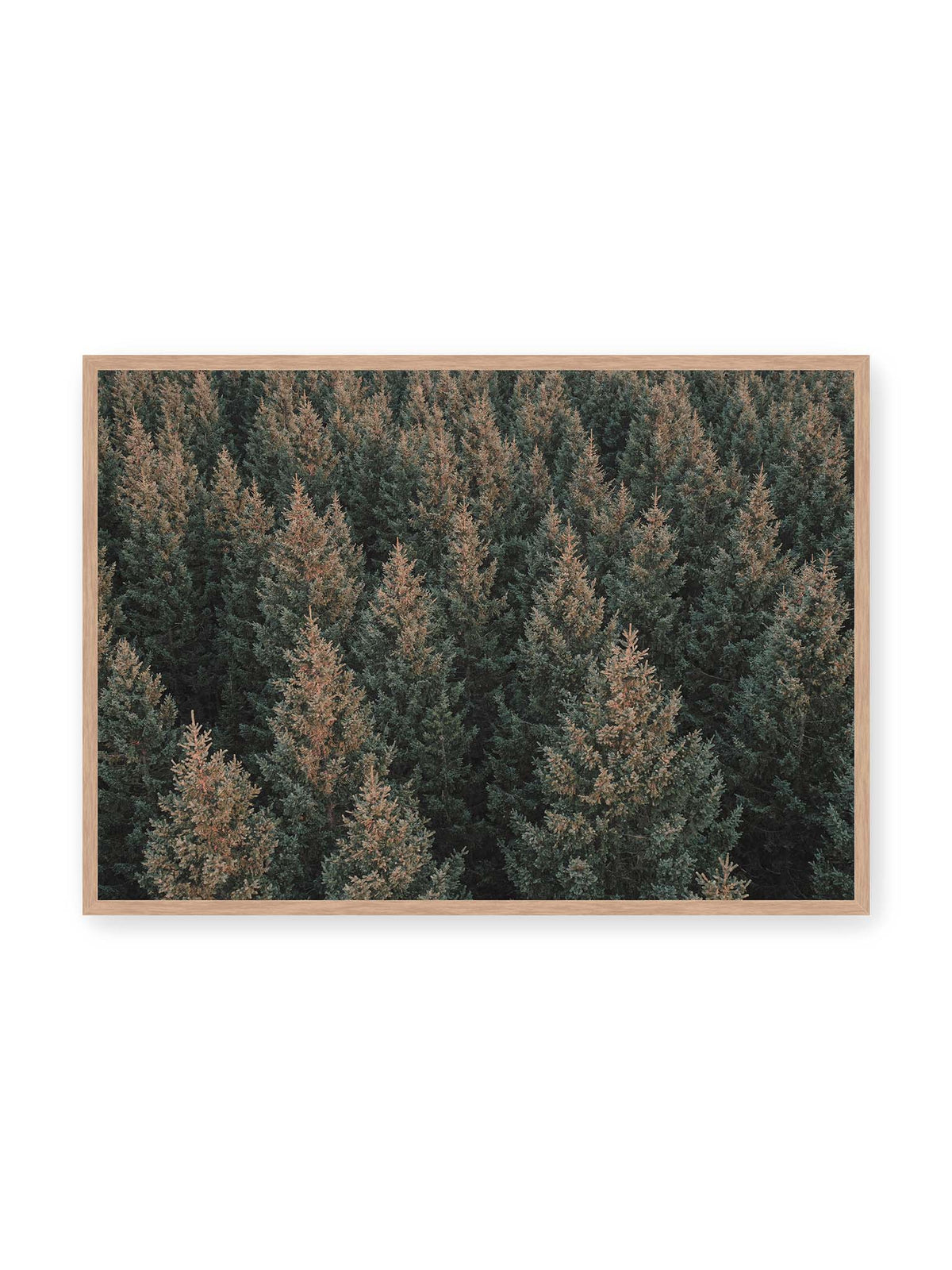 100x70 cm, Eichenrahmen – Dicht stehende Nadelbäume bilden aus dunkelgrünen und braunen Kronen ein flächiges, wiederkehrendes Muster.