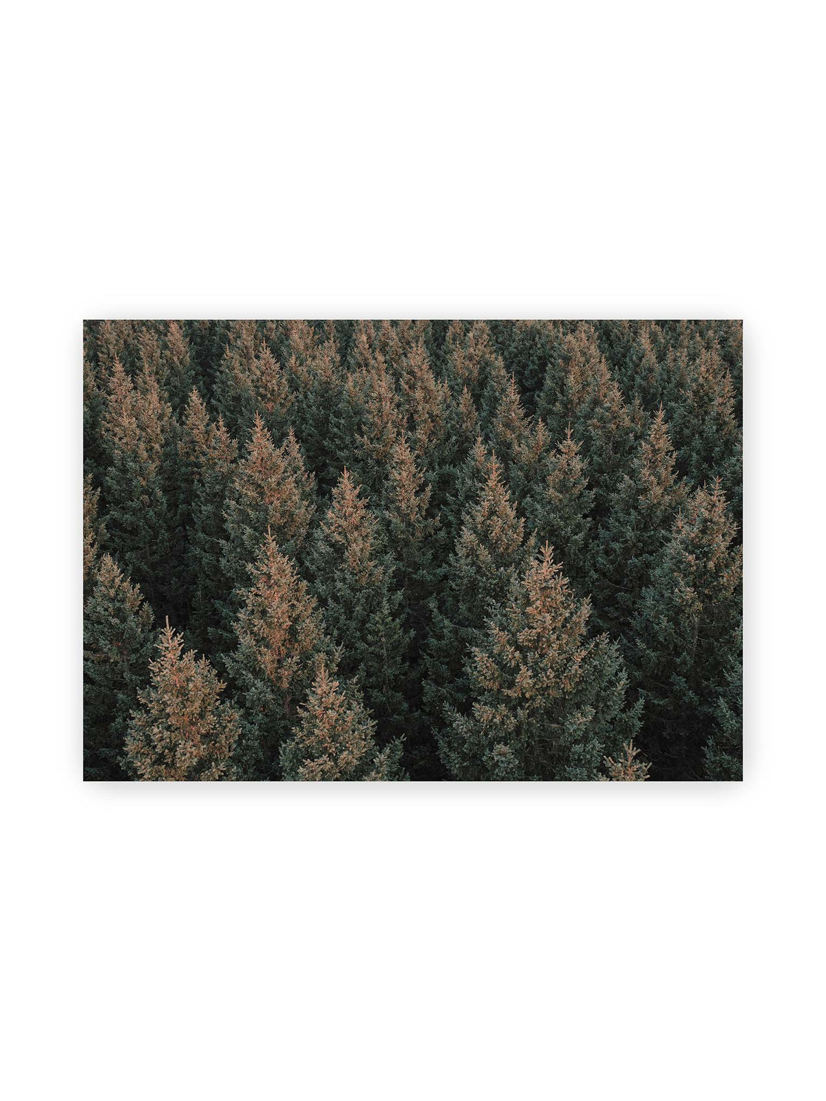 100x70 cm – Dicht stehende Nadelbäume bilden aus dunkelgrünen und braunen Kronen ein flächiges, wiederkehrendes Muster.