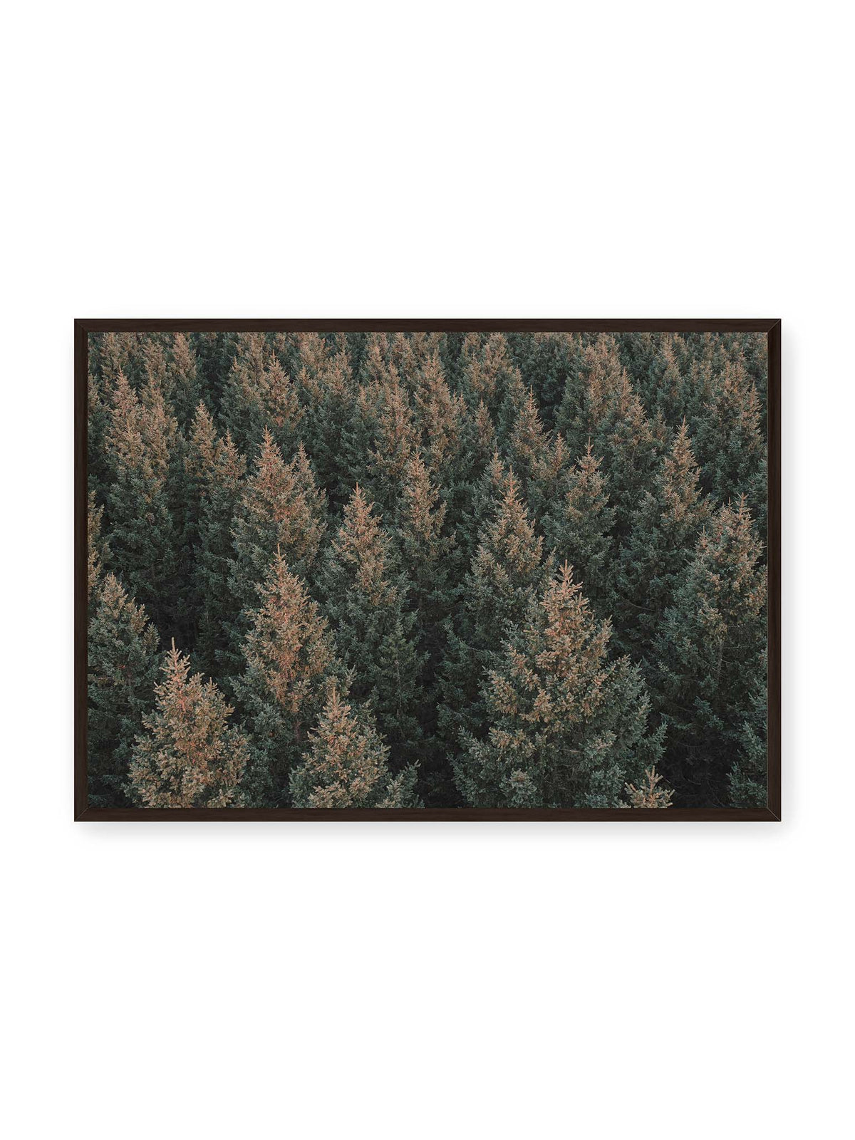 100x70 cm, schwarzer Rahmen – Dicht stehende Nadelbäume bilden aus dunkelgrünen und braunen Kronen ein flächiges, wiederkehrendes Muster.