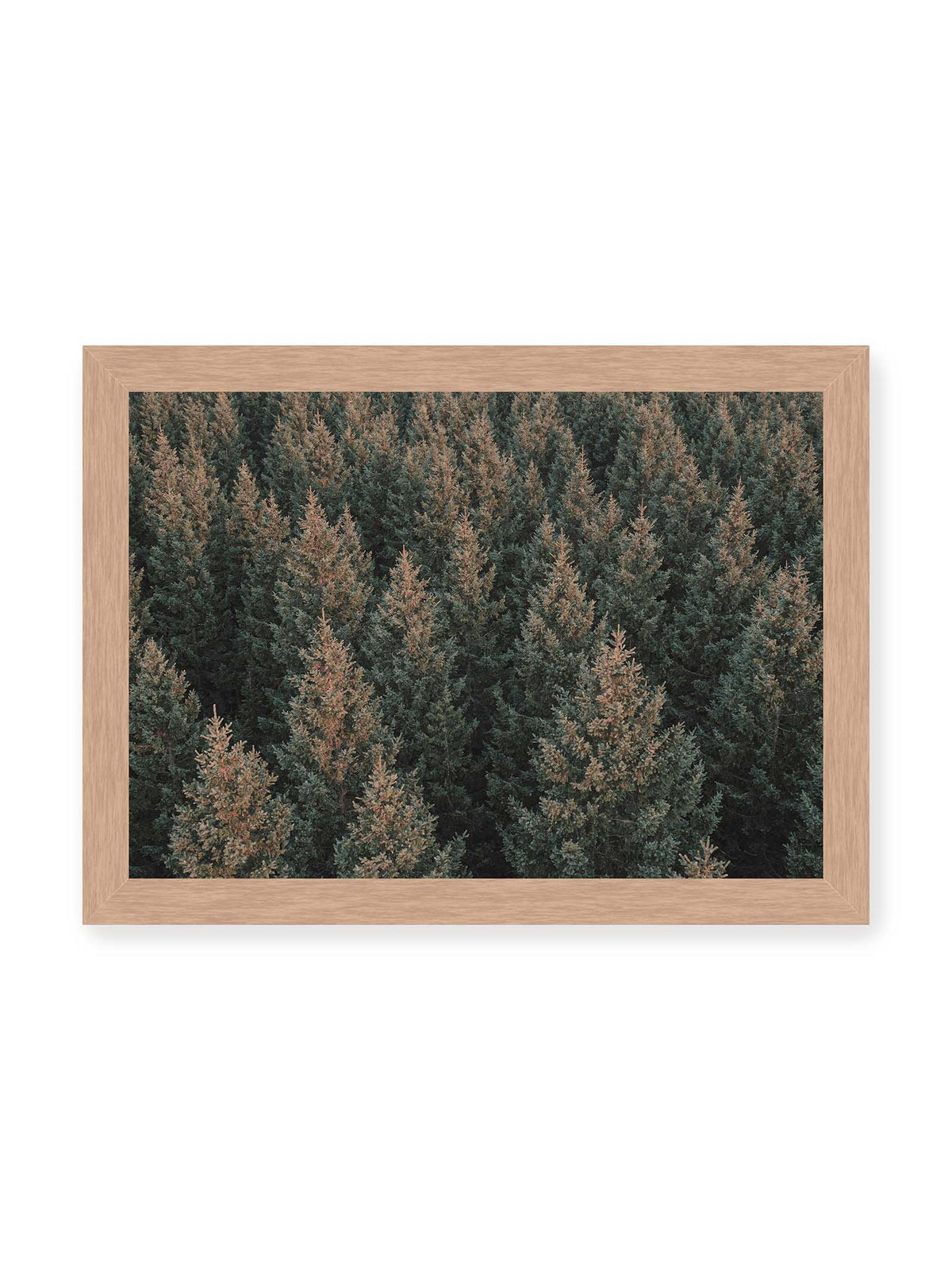 30x21 cm, Eichenrahmen – Dicht stehende Nadelbäume bilden aus dunkelgrünen und braunen Kronen ein flächiges, wiederkehrendes Muster.