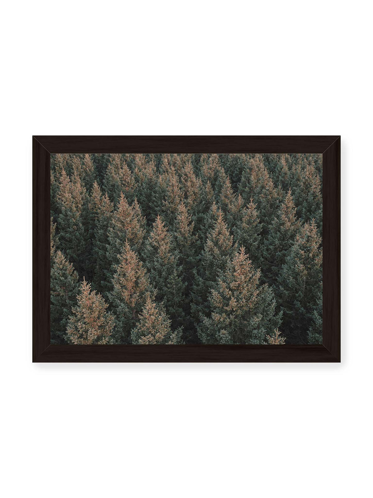 30x21 cm, schwarzer Rahmen – Dicht stehende Nadelbäume bilden aus dunkelgrünen und braunen Kronen ein flächiges, wiederkehrendes Muster.
