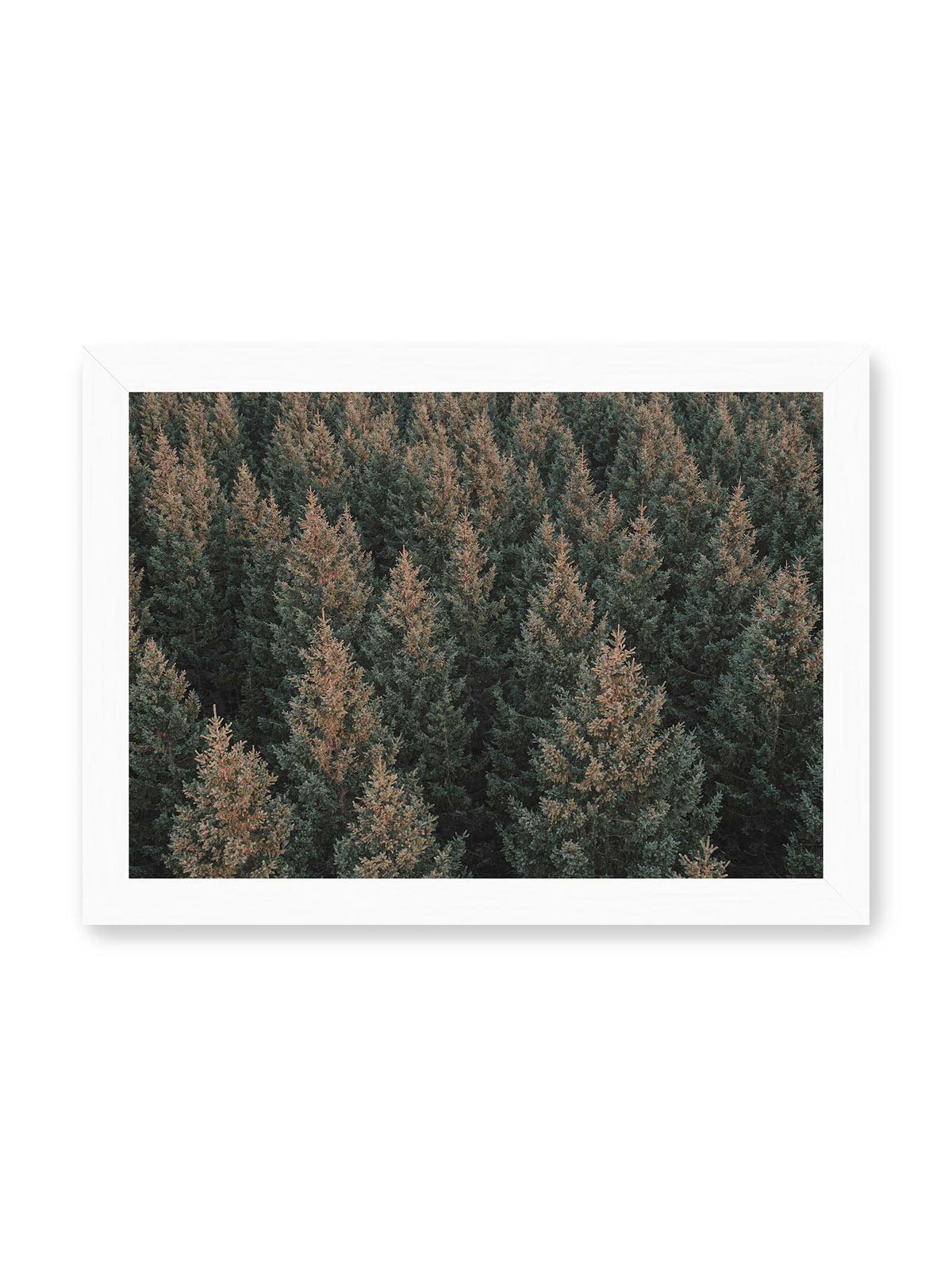 30x21 cm, weißer Rahmen – Dicht stehende Nadelbäume bilden aus dunkelgrünen und braunen Kronen ein flächiges, wiederkehrendes Muster.