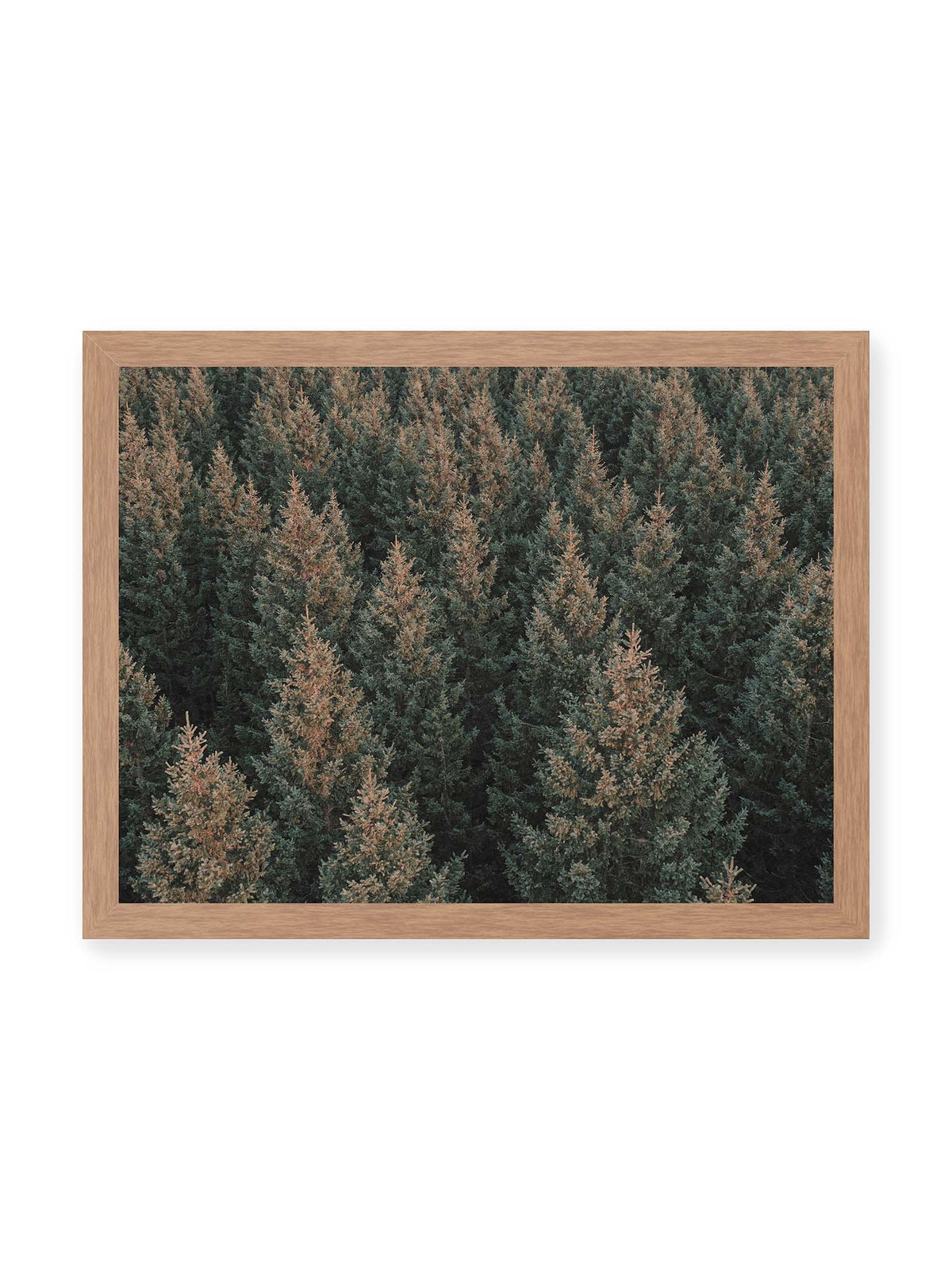 40x30 cm, Eichenrahmen – Dicht stehende Nadelbäume bilden aus dunkelgrünen und braunen Kronen ein flächiges, wiederkehrendes Muster.