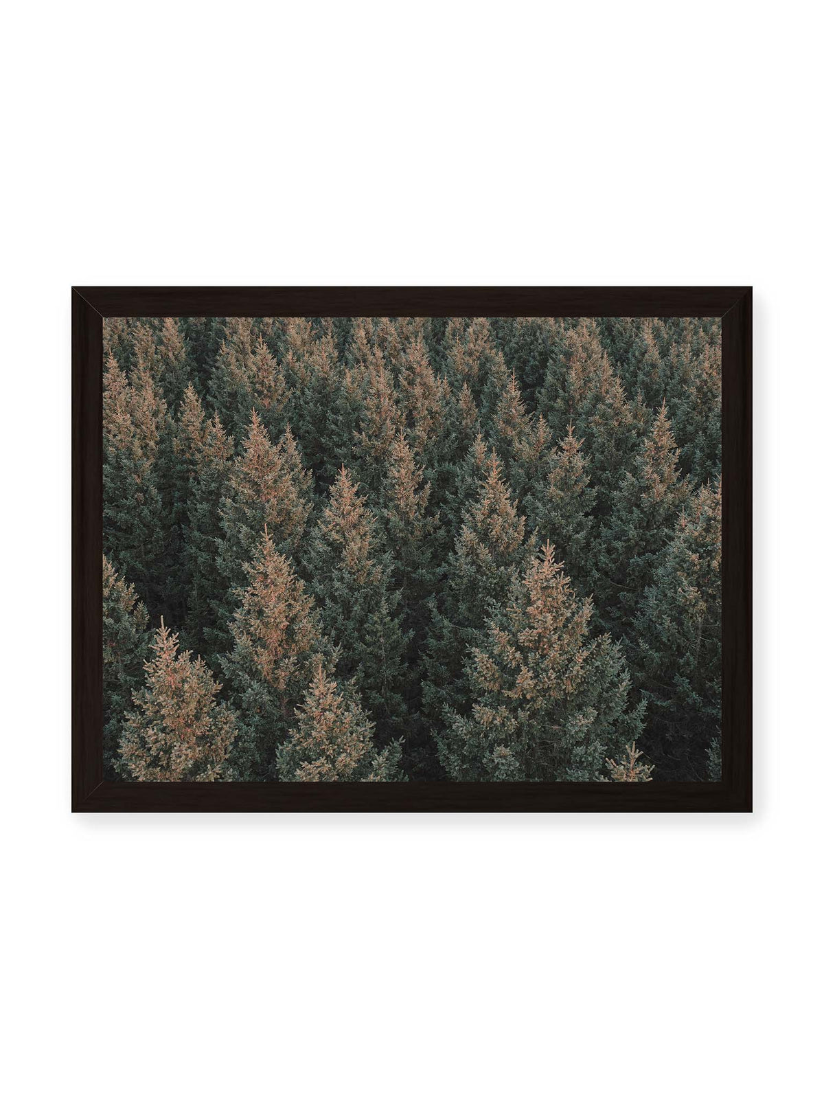 40x30 cm, schwarzer Rahmen – Dicht stehende Nadelbäume bilden aus dunkelgrünen und braunen Kronen ein flächiges, wiederkehrendes Muster.