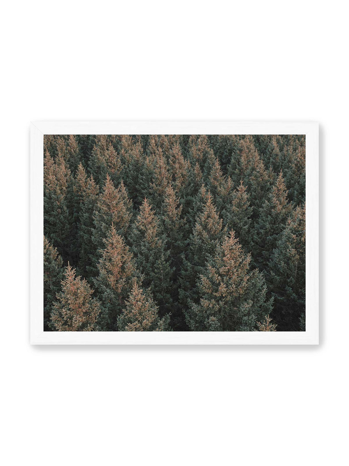 40x30 cm, weißer Rahmen – Dicht stehende Nadelbäume bilden aus dunkelgrünen und braunen Kronen ein flächiges, wiederkehrendes Muster.