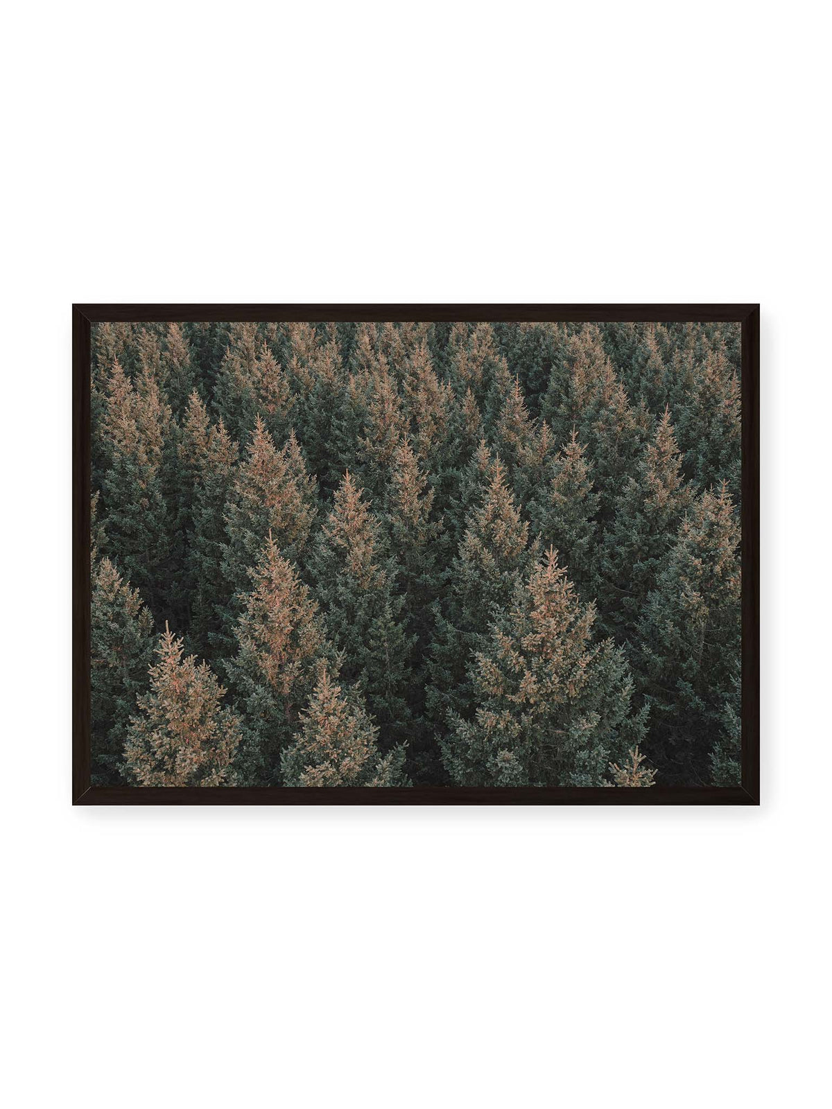 70x50 cm, schwarzer Rahmen – Dicht stehende Nadelbäume bilden aus dunkelgrünen und braunen Kronen ein flächiges, wiederkehrendes Muster.