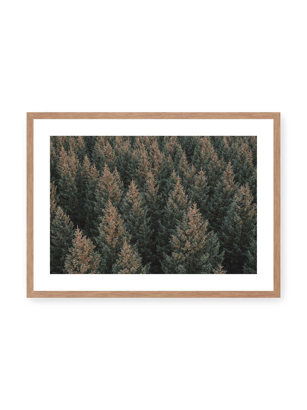 Crowns of Pine