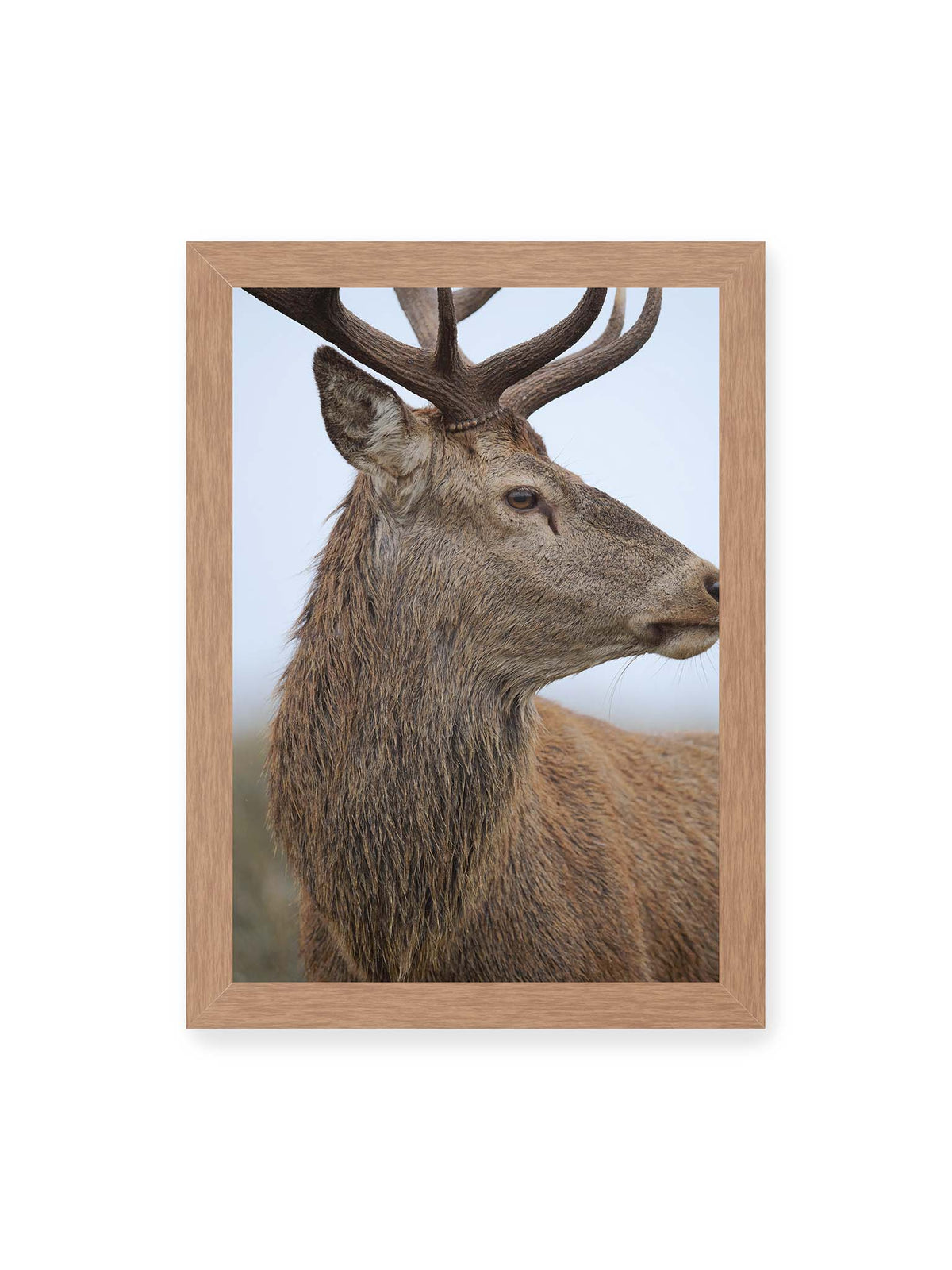 21x30 cm, Eichenrahmen – Nahaufnahme eines braunen Hirsches im seitlichen Profil mit großem Geweih vor hellem Hintergrund.