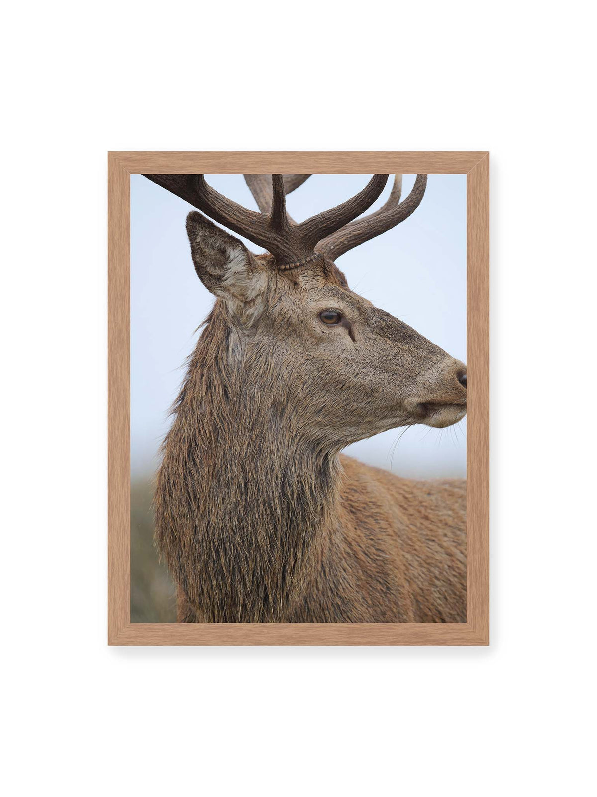 30x40 cm, Eichenrahmen – Nahaufnahme eines braunen Hirsches im seitlichen Profil mit großem Geweih vor hellem Hintergrund.