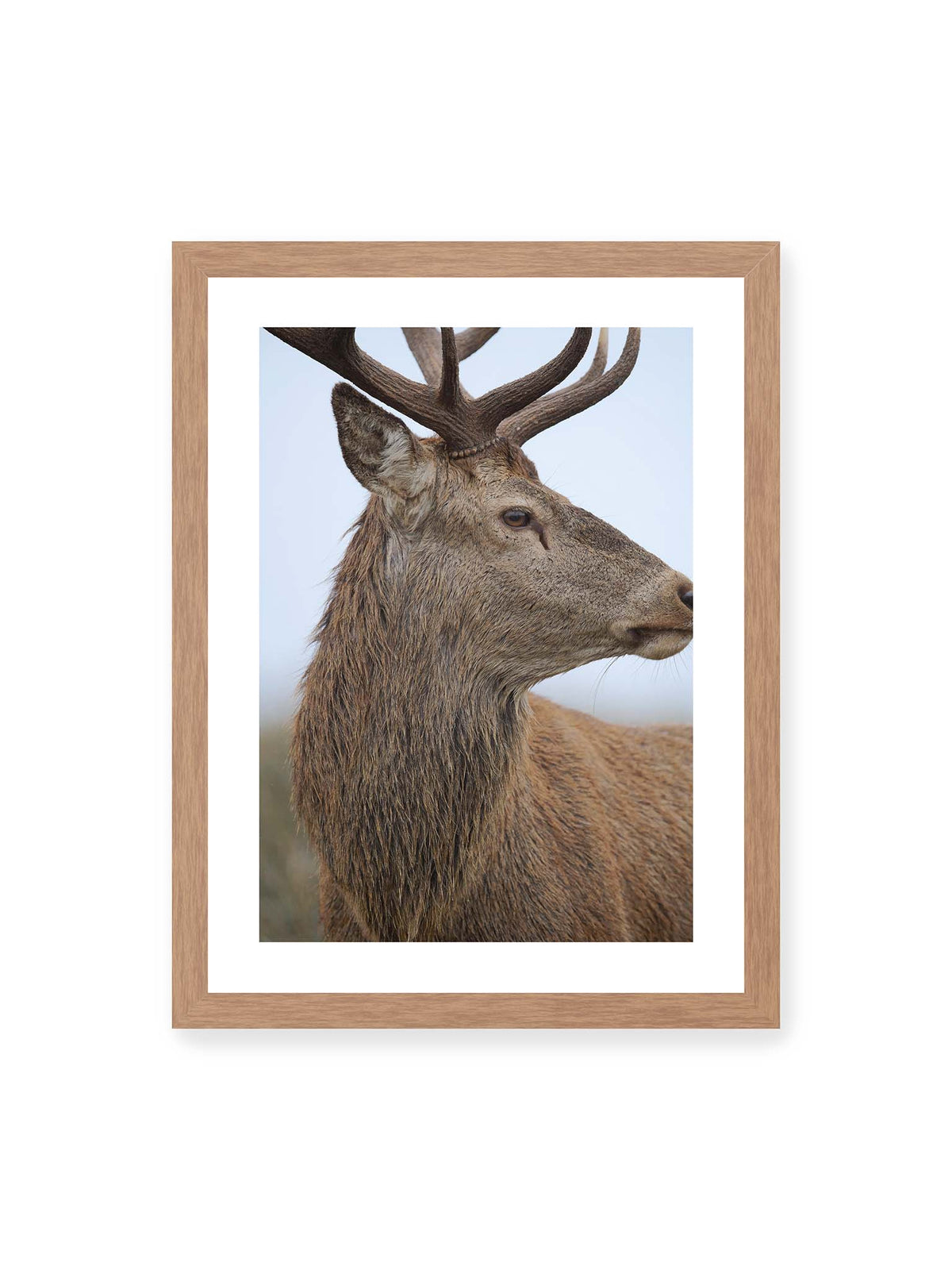 30x40 cm, weißer Galerie-Rand, Eichenrahmen – Nahaufnahme eines braunen Hirsches im seitlichen Profil mit großem Geweih vor hellem Hintergrund.